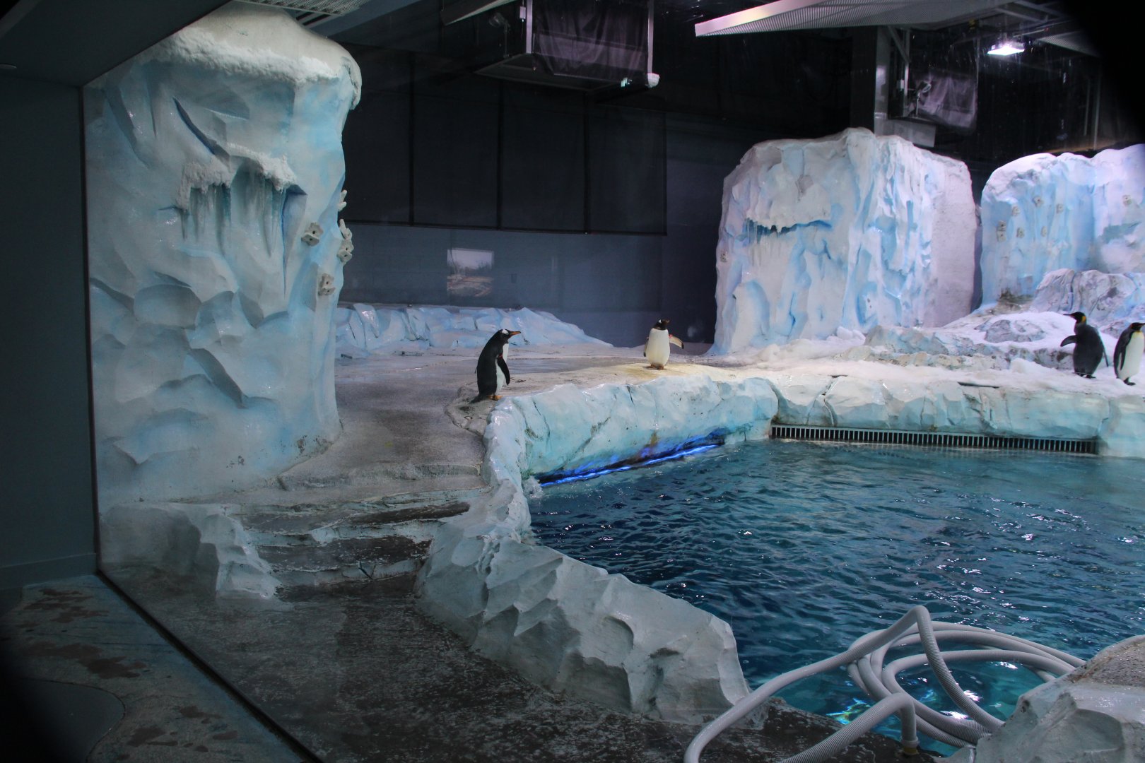 Detroit Zoo - Polk Penguin Conservation Center