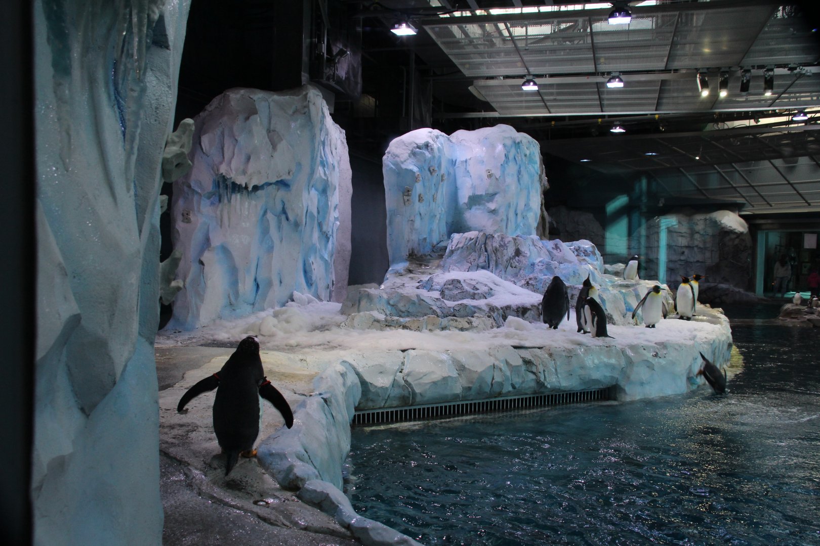 Detroit Zoo - Polk Penguin Conservation Center