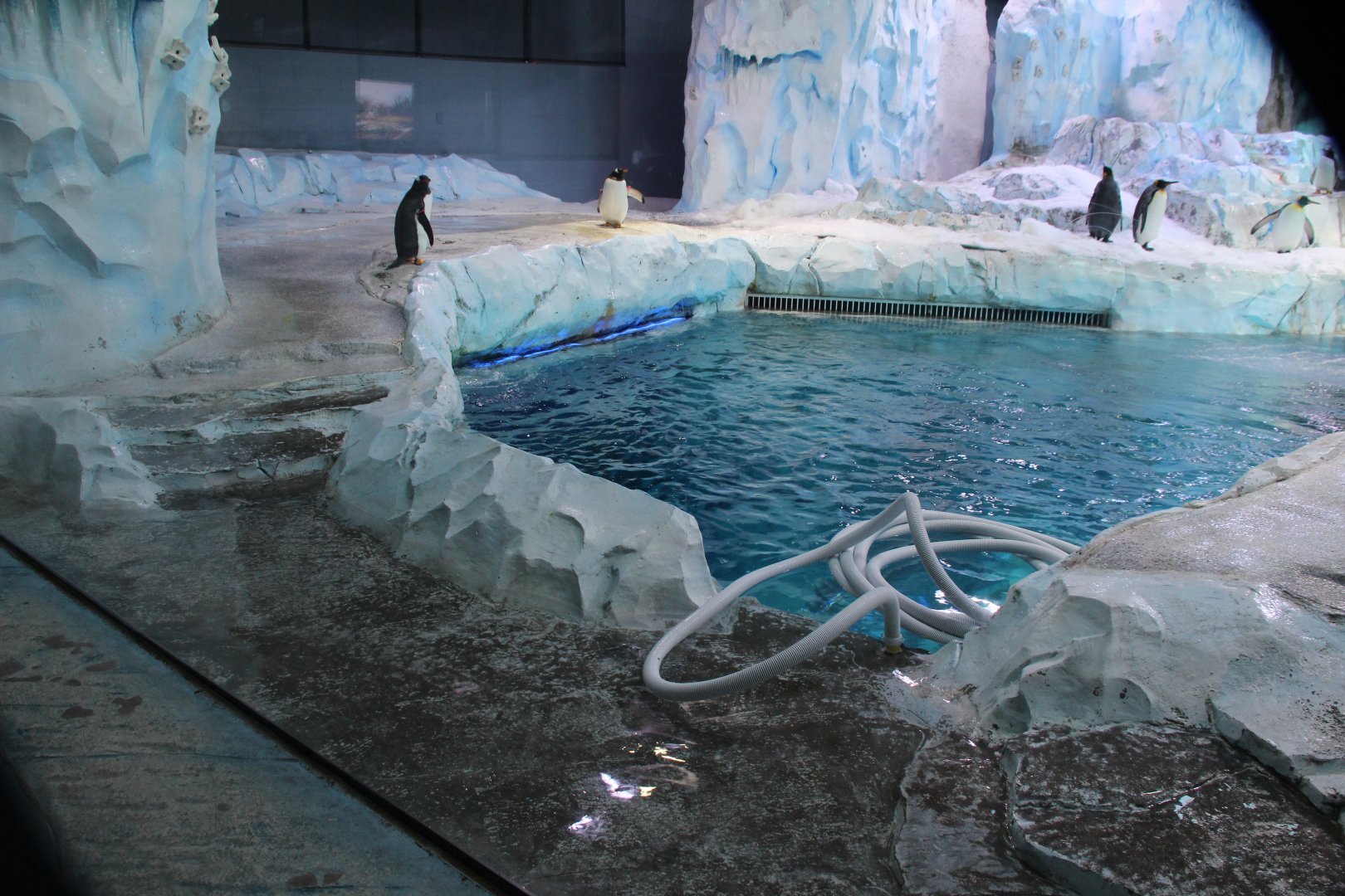 Detroit Zoo - Polk Penguin Conservation Center