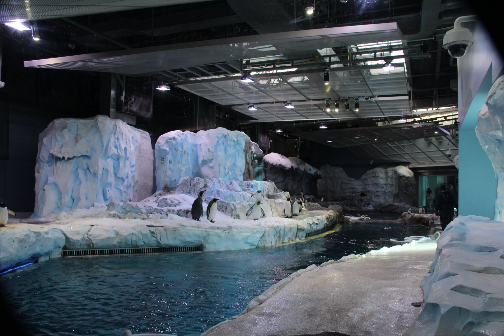 Detroit Zoo - Polk Penguin Conservation Center