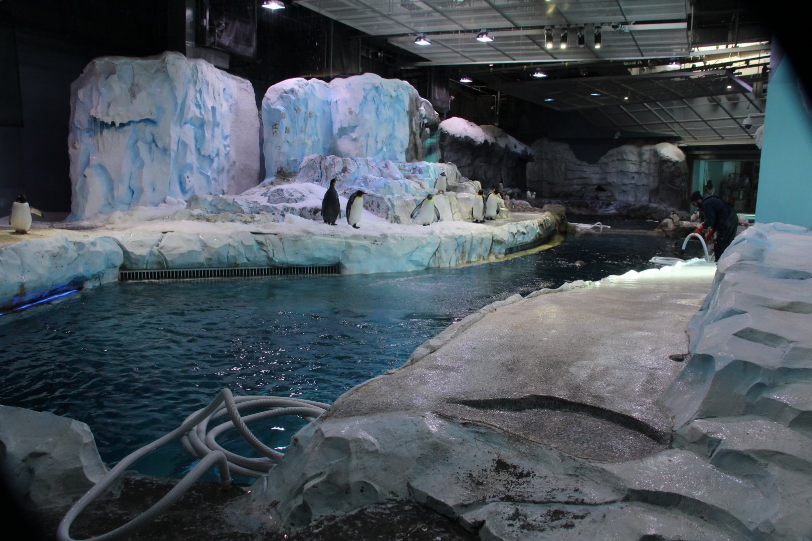 Detroit Zoo - Polk Penguin Conservation Center