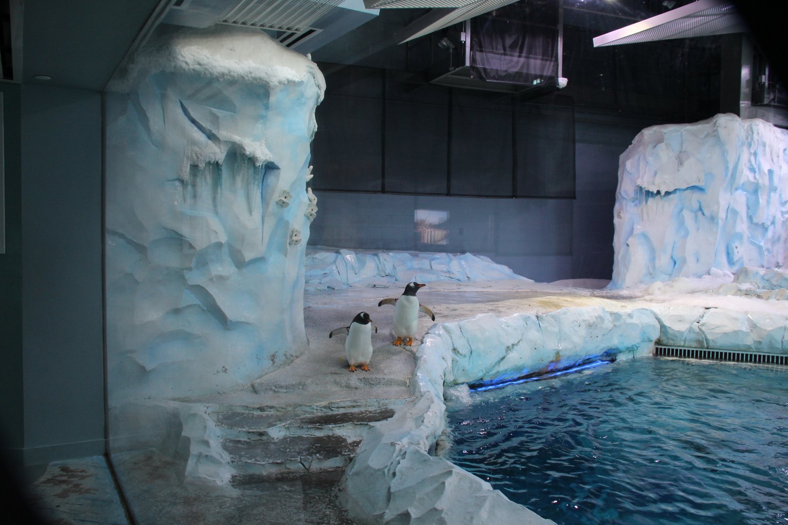 Detroit Zoo - Polk Penguin Conservation Center