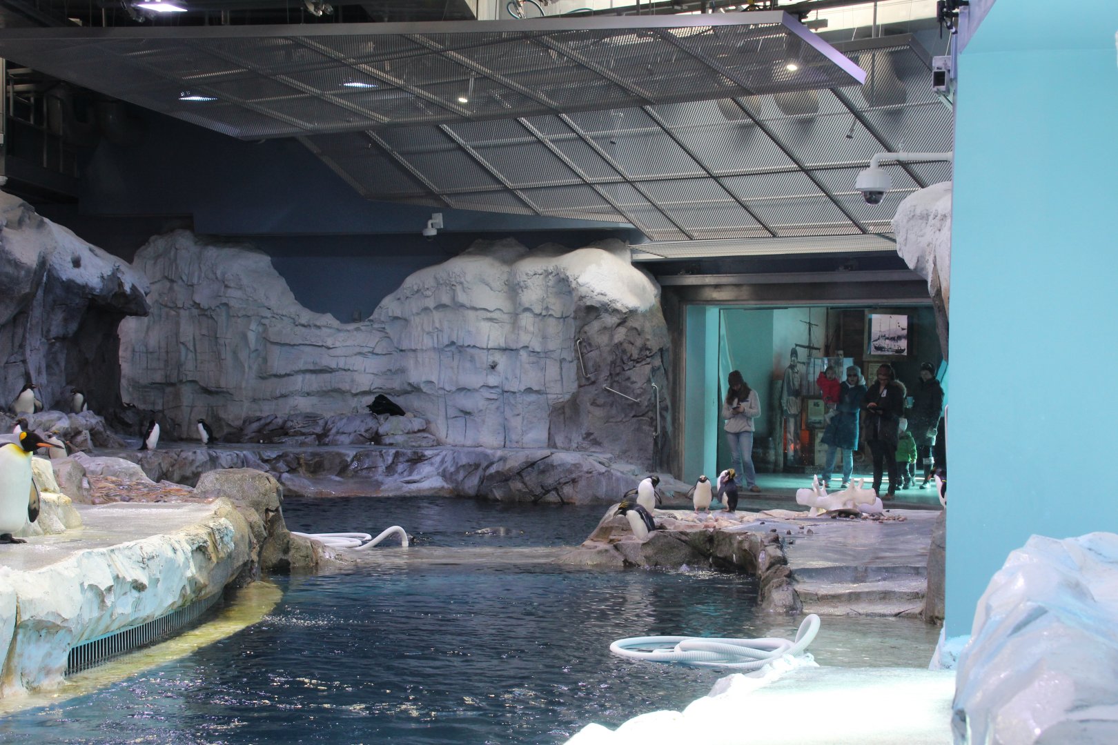 Detroit Zoo - Polk Penguin Conservation Center