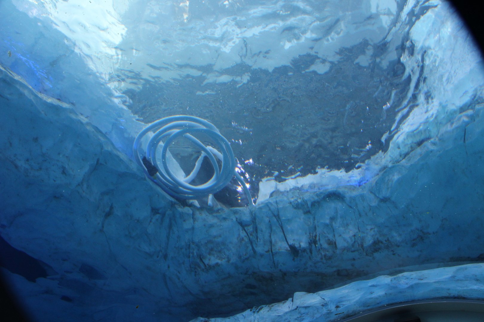 Detroit Zoo - Polk Penguin Conservation Center