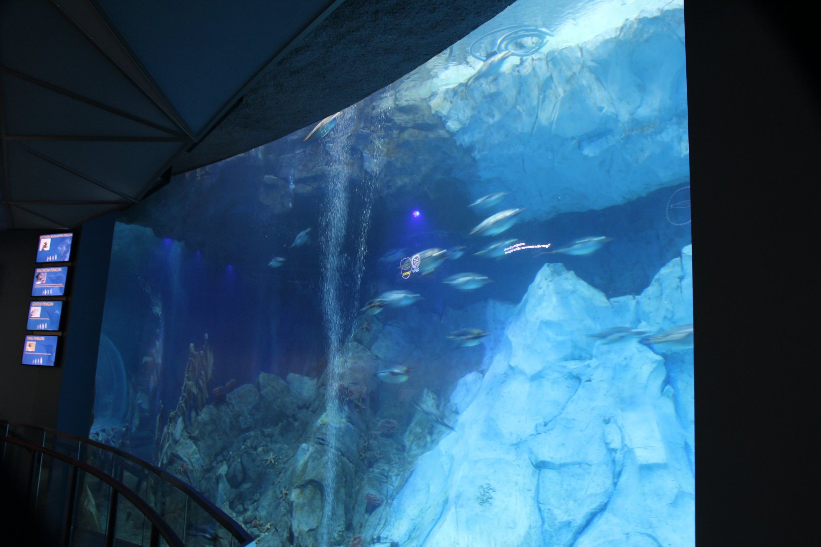 Detroit Zoo - Polk Penguin Conservation Center