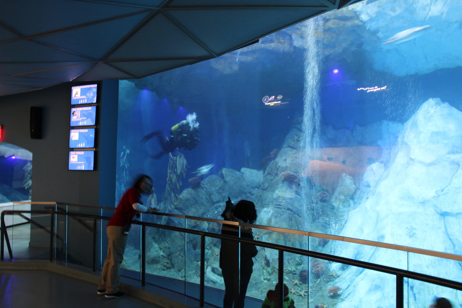 Detroit Zoo - Polk Penguin Conservation Center