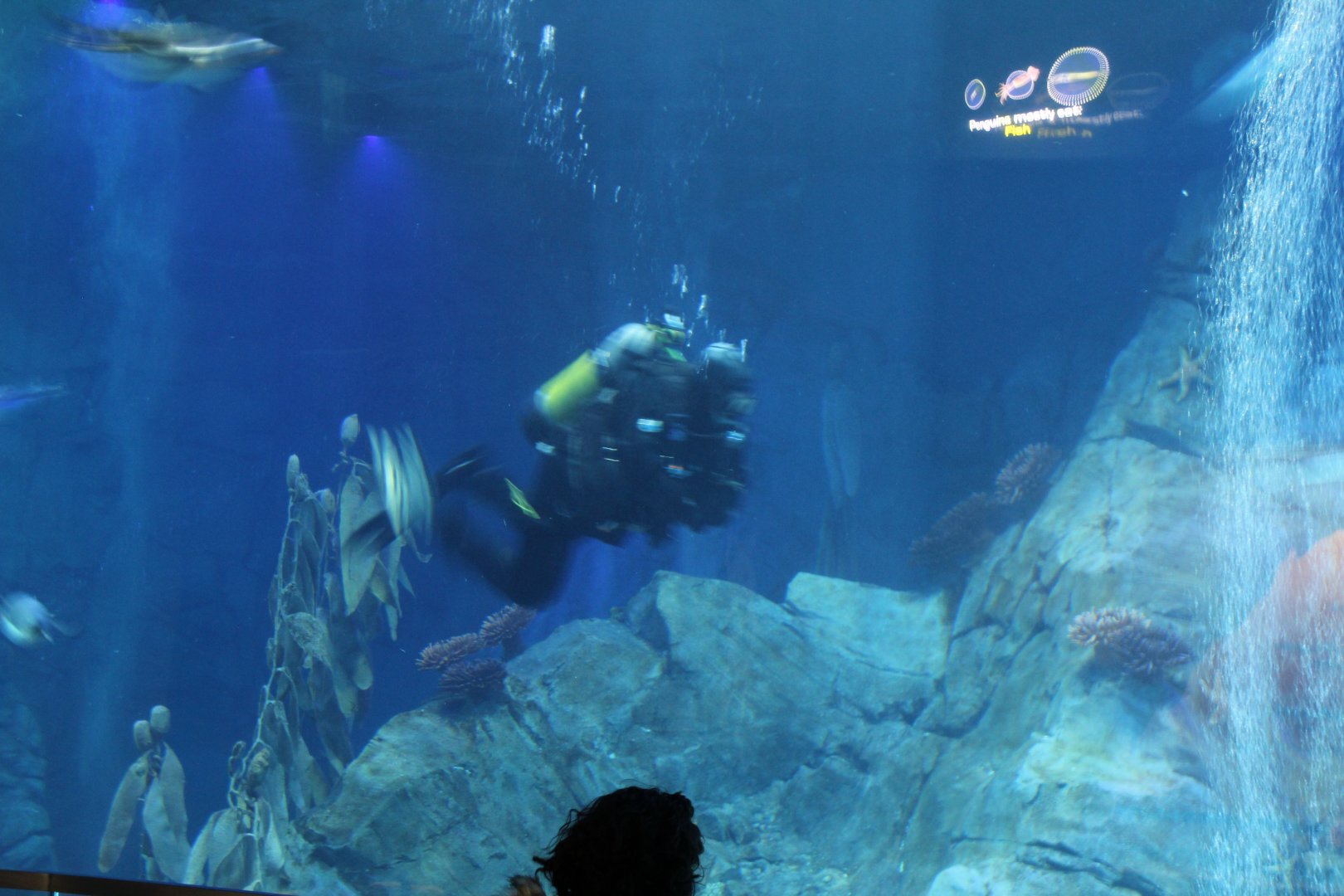 Detroit Zoo - Polk Penguin Conservation Center