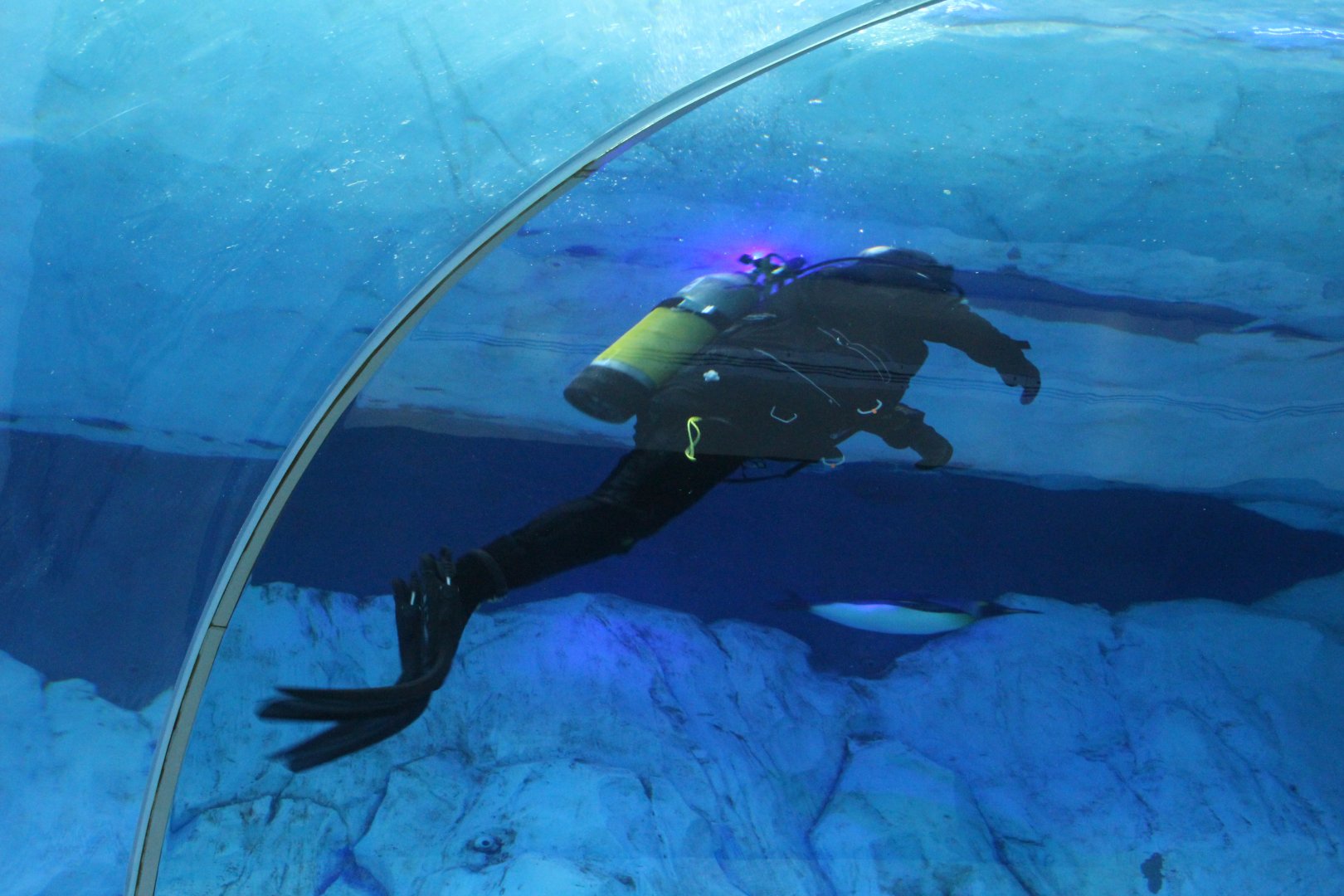 Detroit Zoo - Polk Penguin Conservation Center