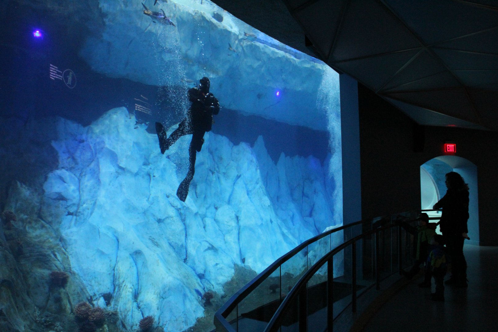 Detroit Zoo - Polk Penguin Conservation Center