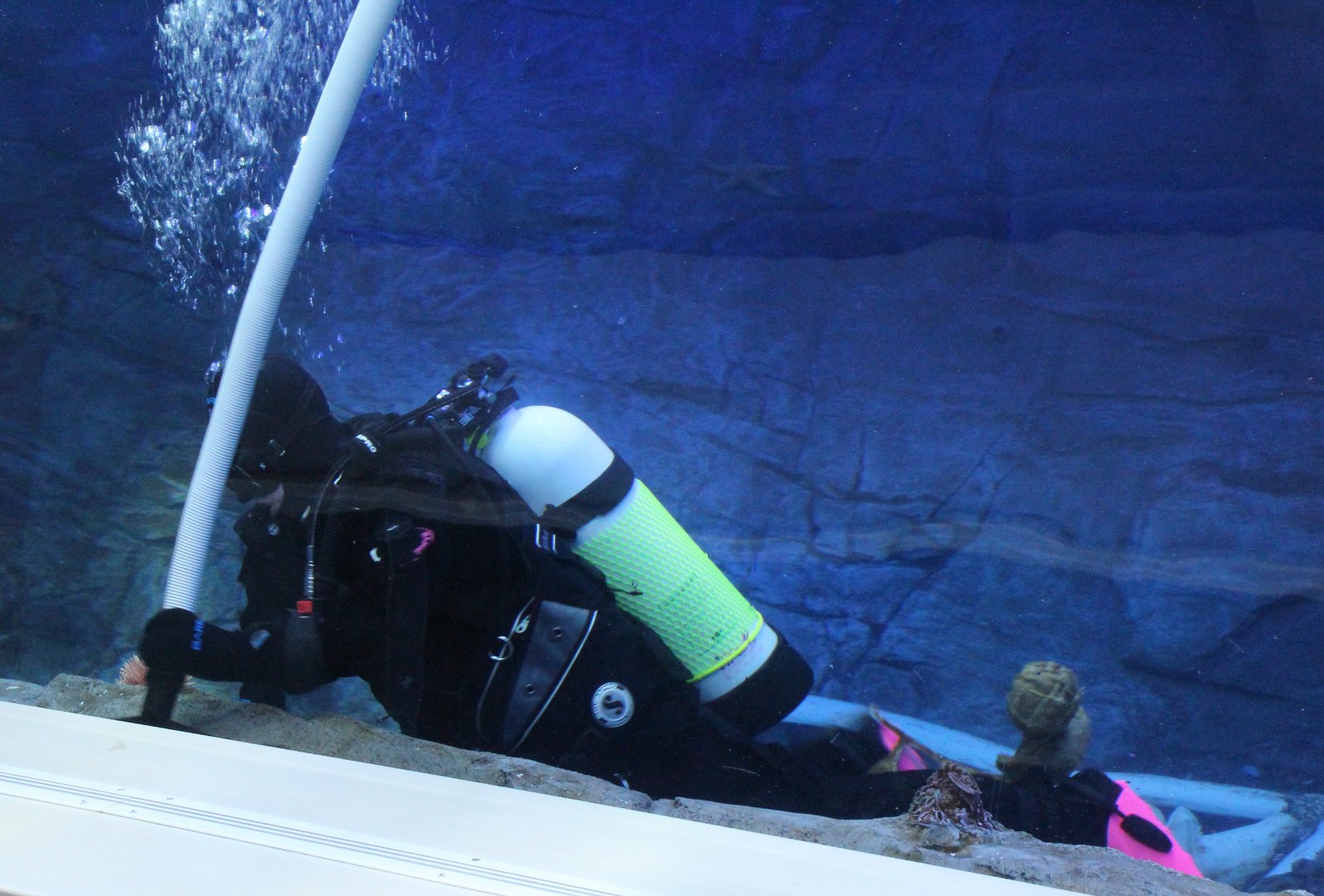 Detroit Zoo - Polk Penguin Conservation Center