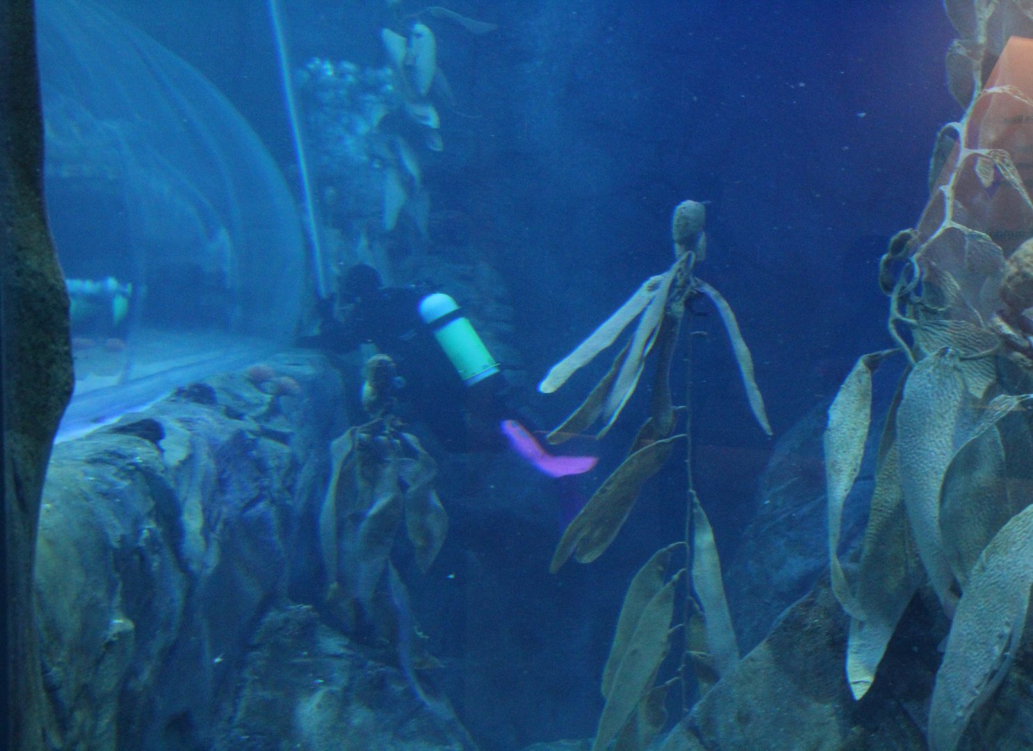 Detroit Zoo - Polk Penguin Conservation Center