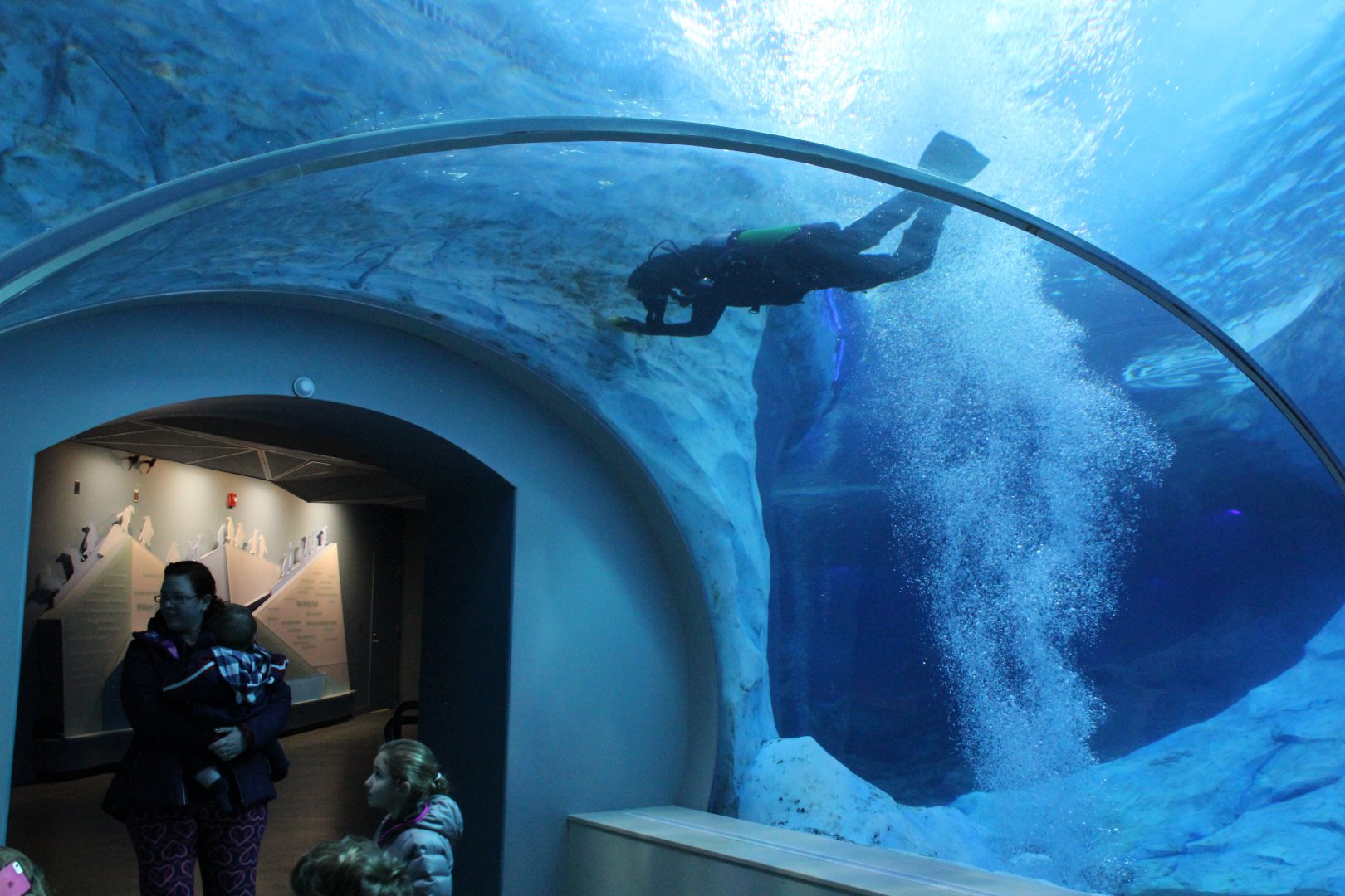 Detroit Zoo - Polk Penguin Conservation Center