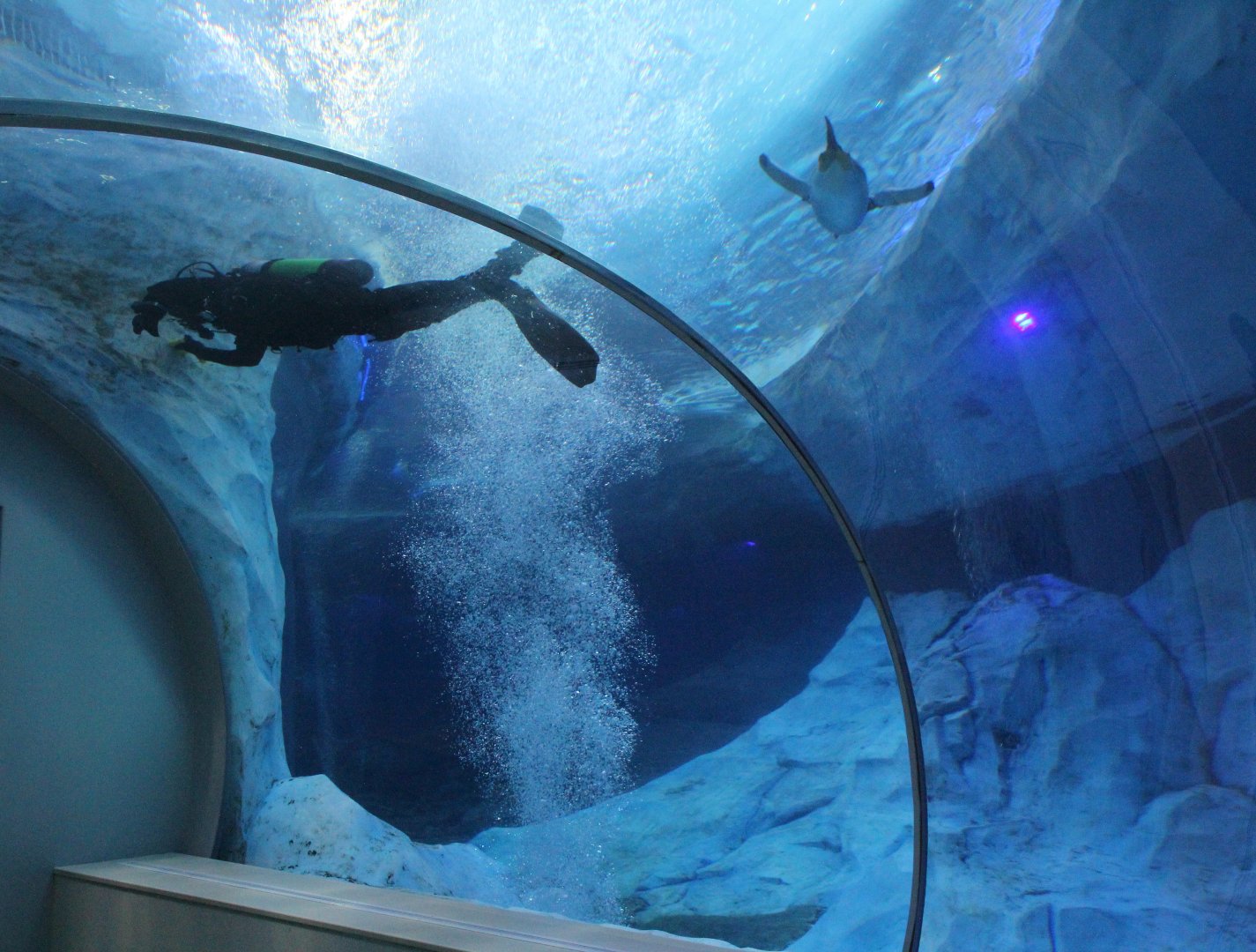 Detroit Zoo - Polk Penguin Conservation Center