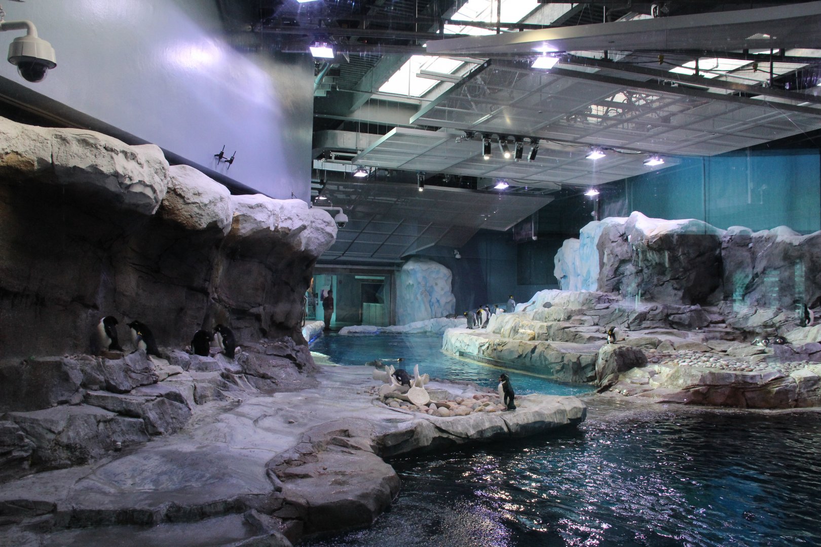 Detroit Zoo - Polk Penguin Conservation Center