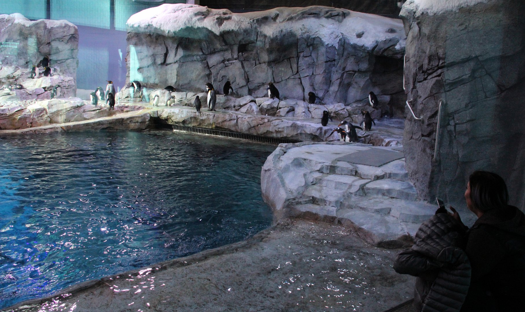 Detroit Zoo - Polk Penguin Conservation Center