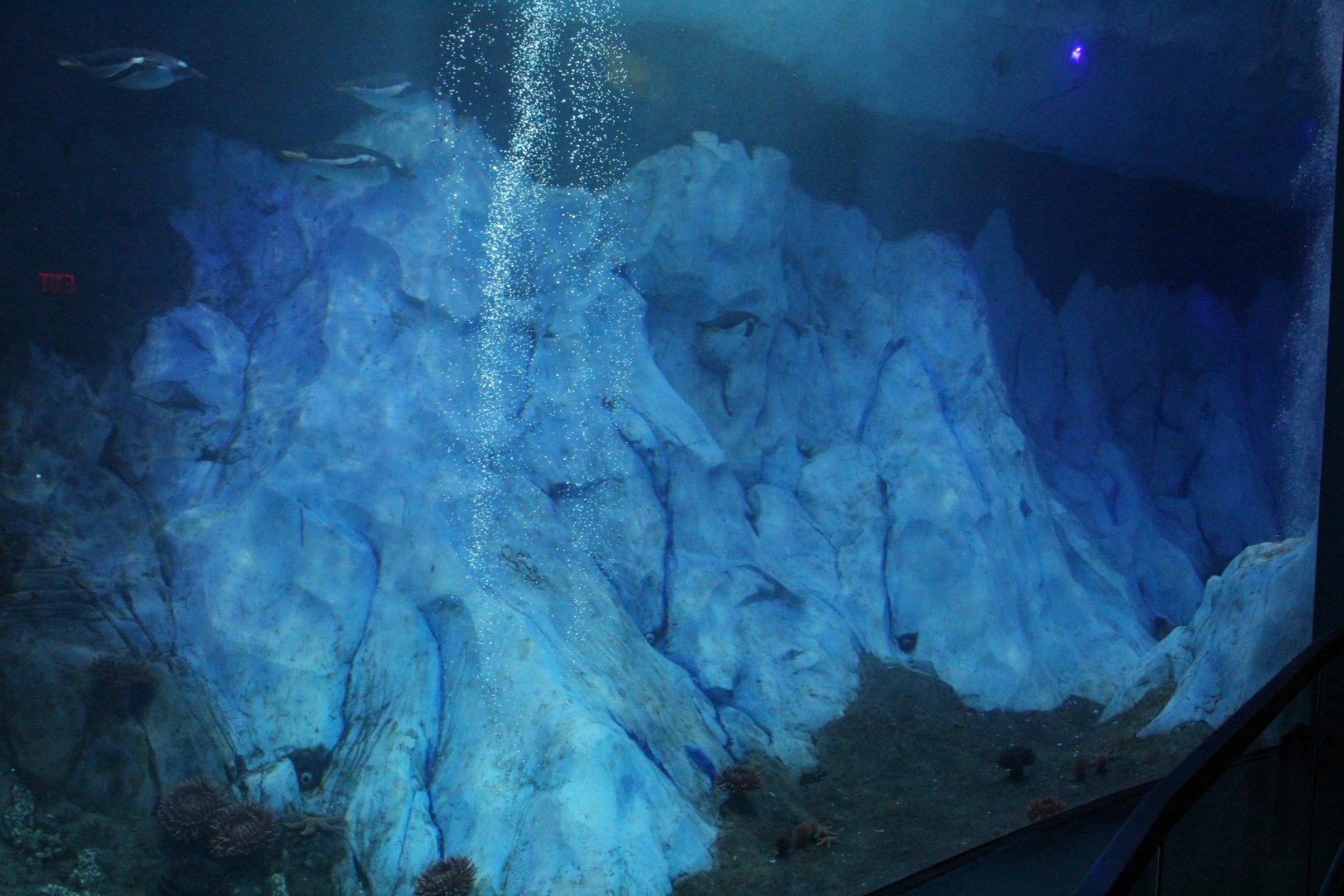 Detroit Zoo - Polk Penguin Conservation