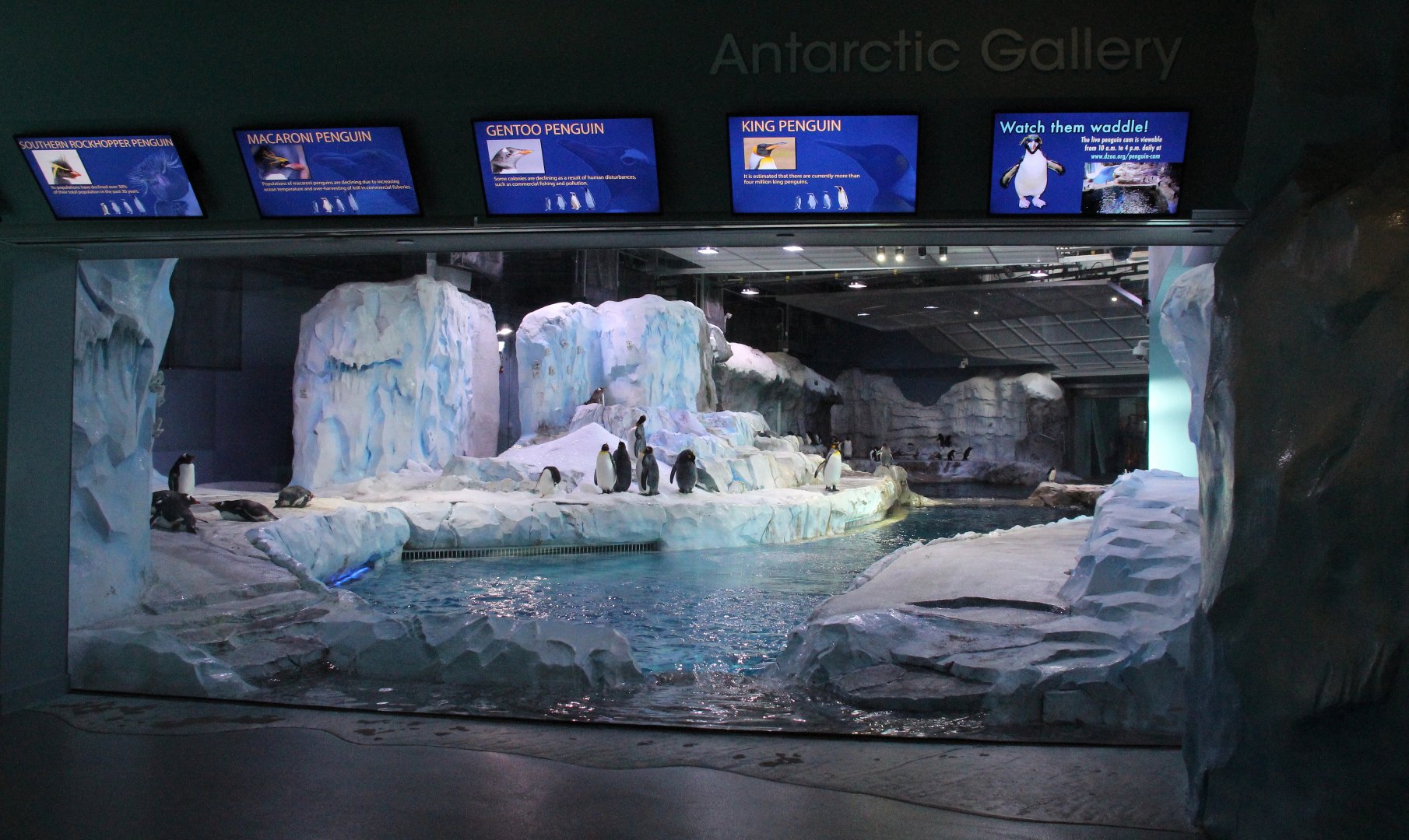 Detroit Zoo - Polk Penguin Conservation