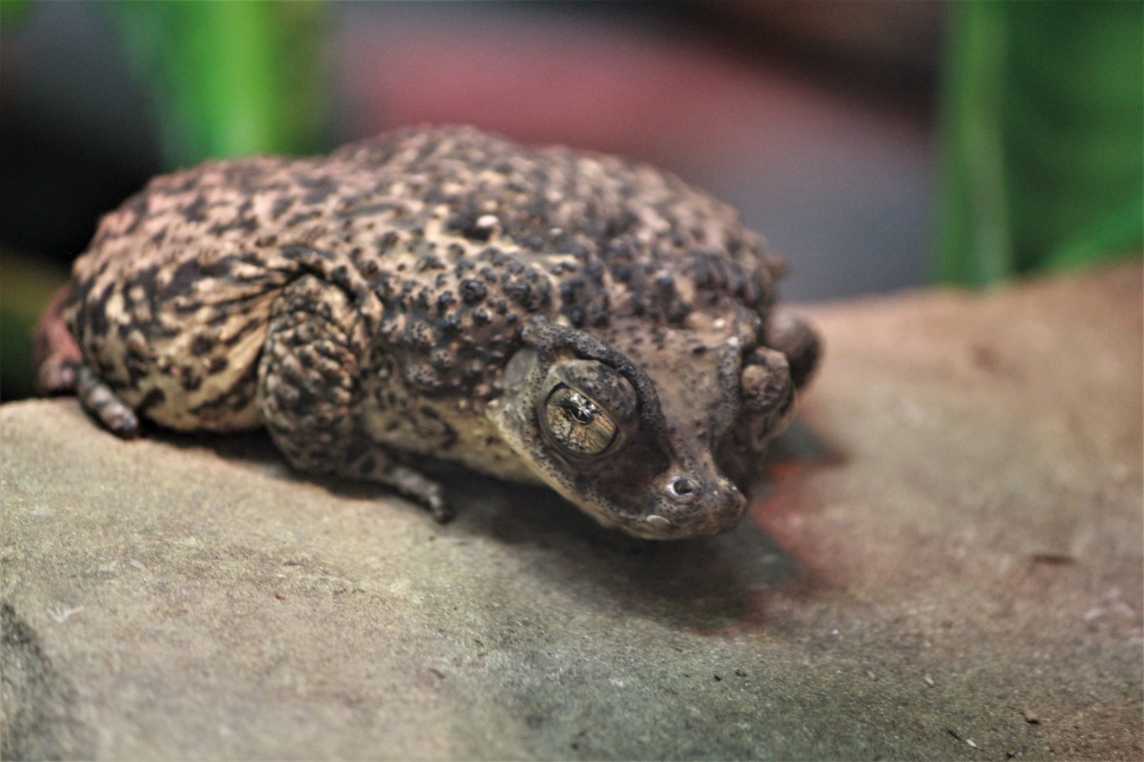 Detroit Zoo - Puerto Rican Crested Toad - August, 2016