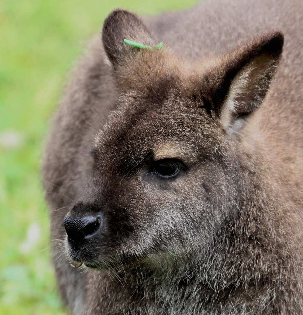 Detroit Zoo - Red-necked Wallaby - December, 2016