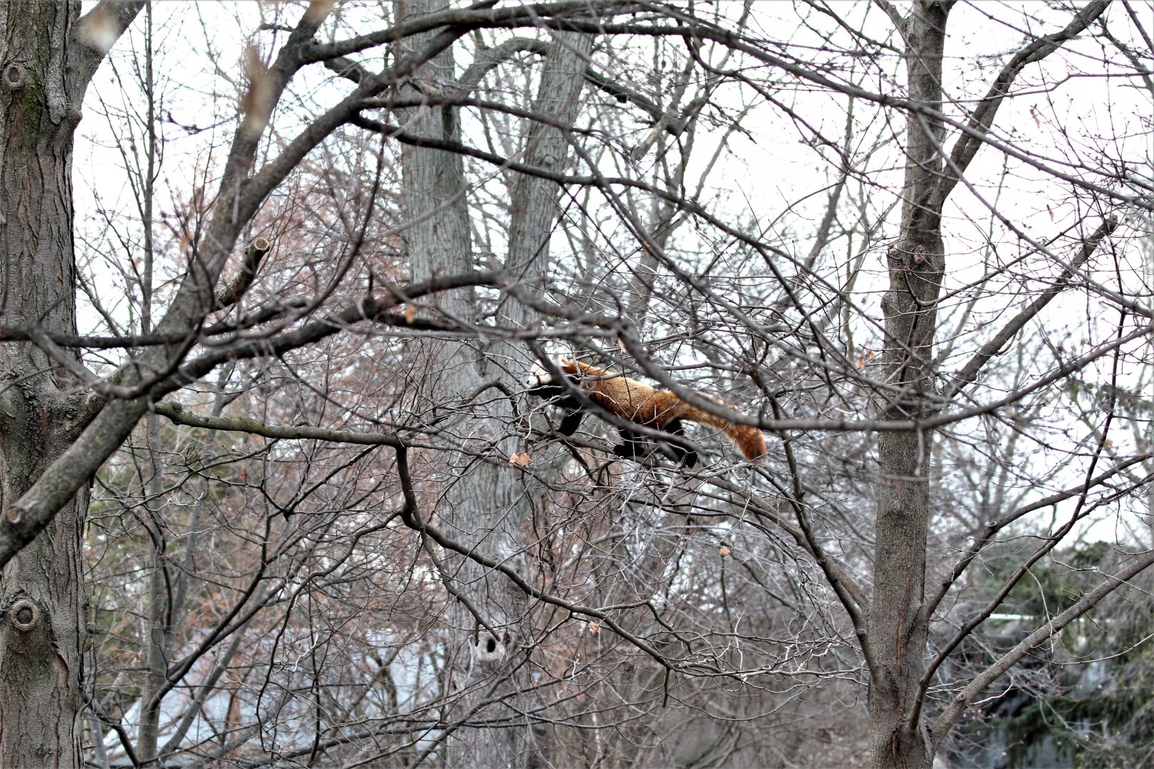Detroit Zoo - Red Panda - December, 2016