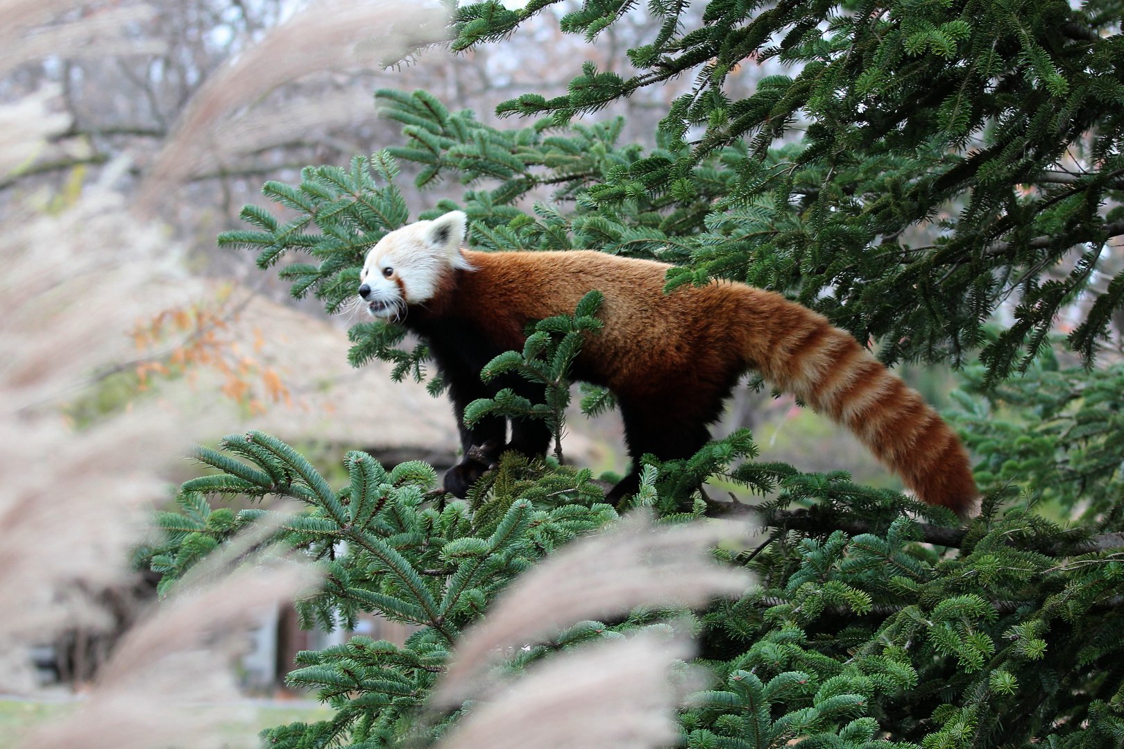 Detroit Zoo - Red Panda - December, 2016