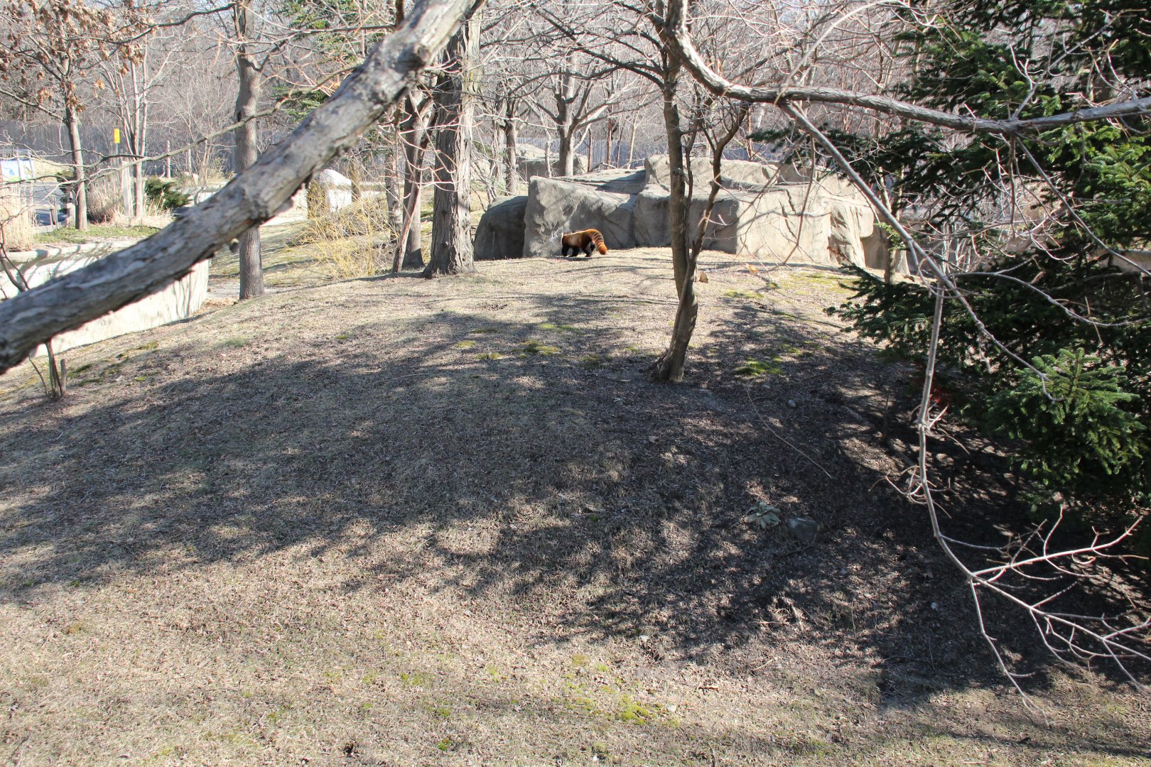 Detroit Zoo - Red Panda enclosure
