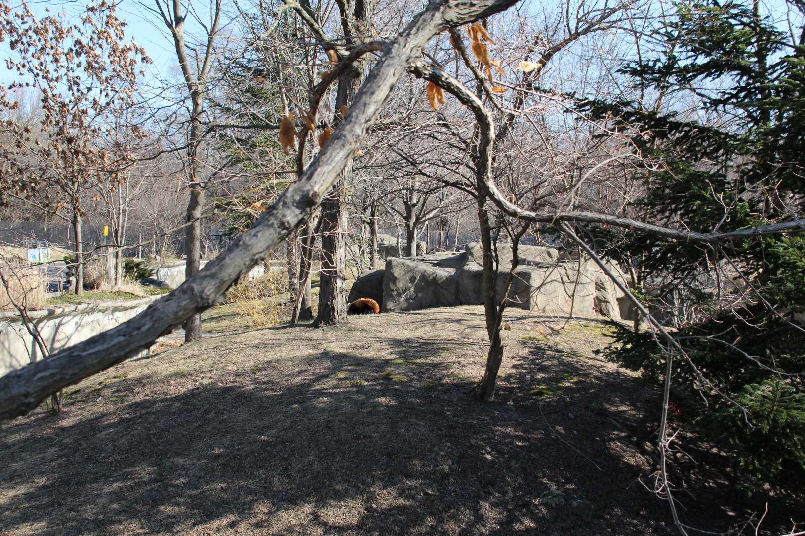 Detroit Zoo - Red Panda enclosure