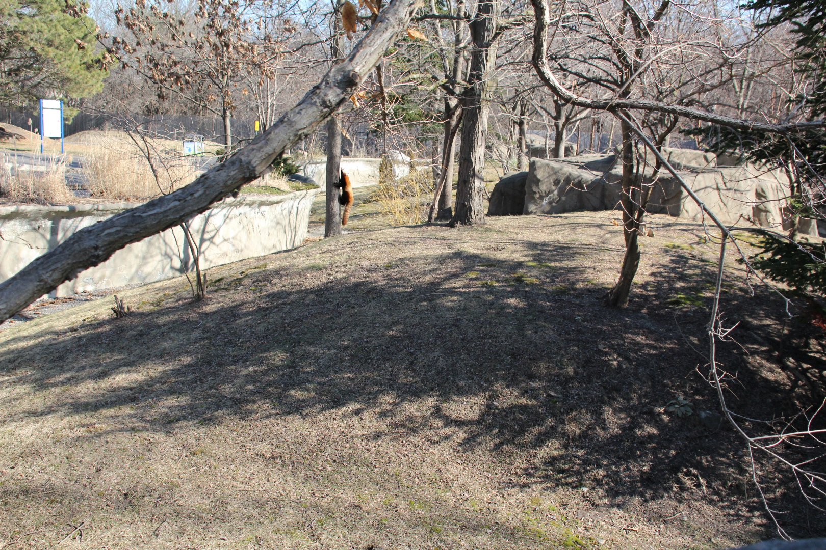 Detroit Zoo - Red Panda enclosure