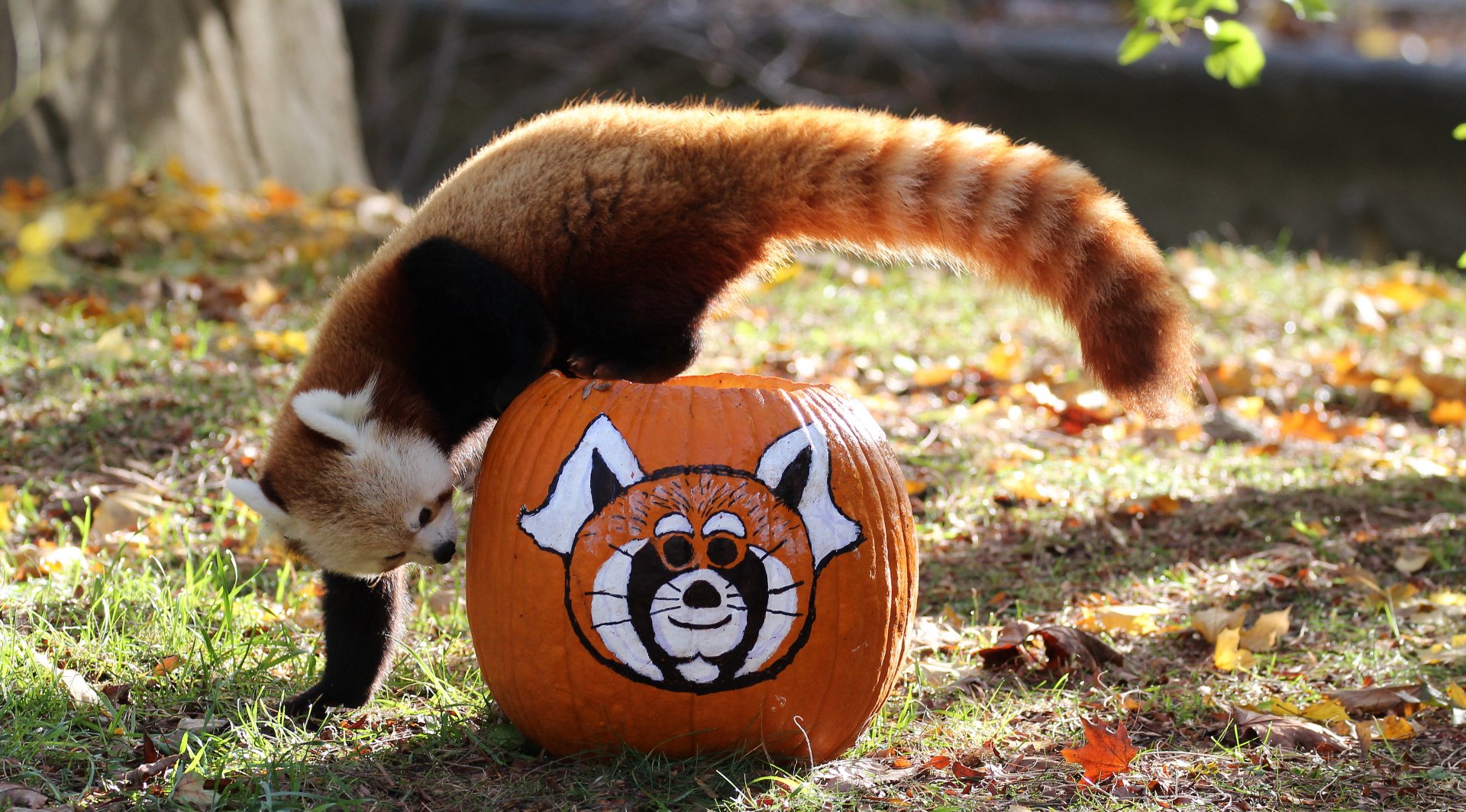 Detroit Zoo - Red Panda - October, 2016
