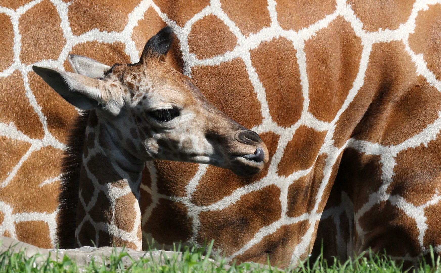 Detroit Zoo - Reticulated Giraffe (baby Zawadi) - August, 2016