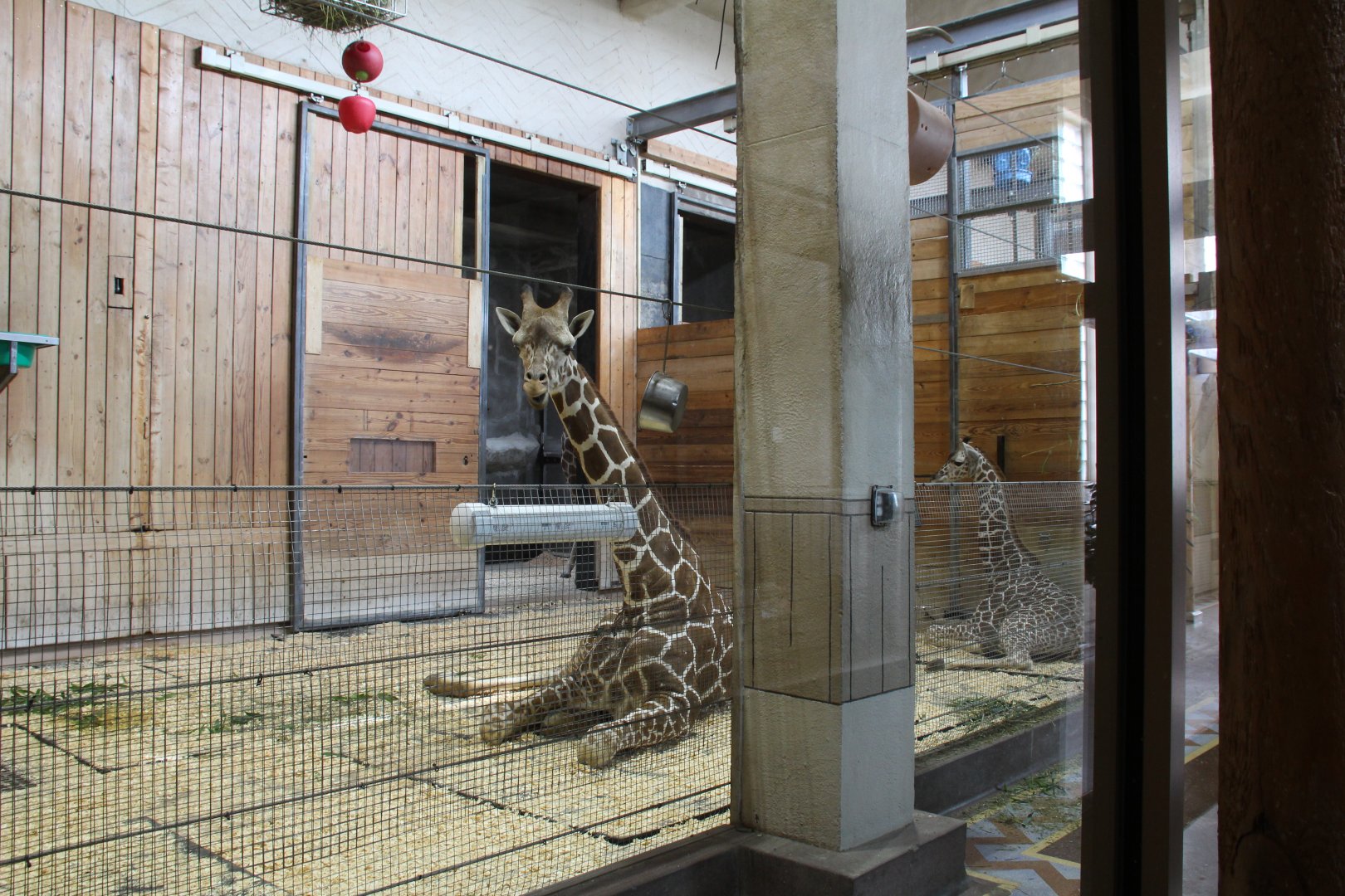 Detroit Zoo - Reticulated Giraffe barn interior