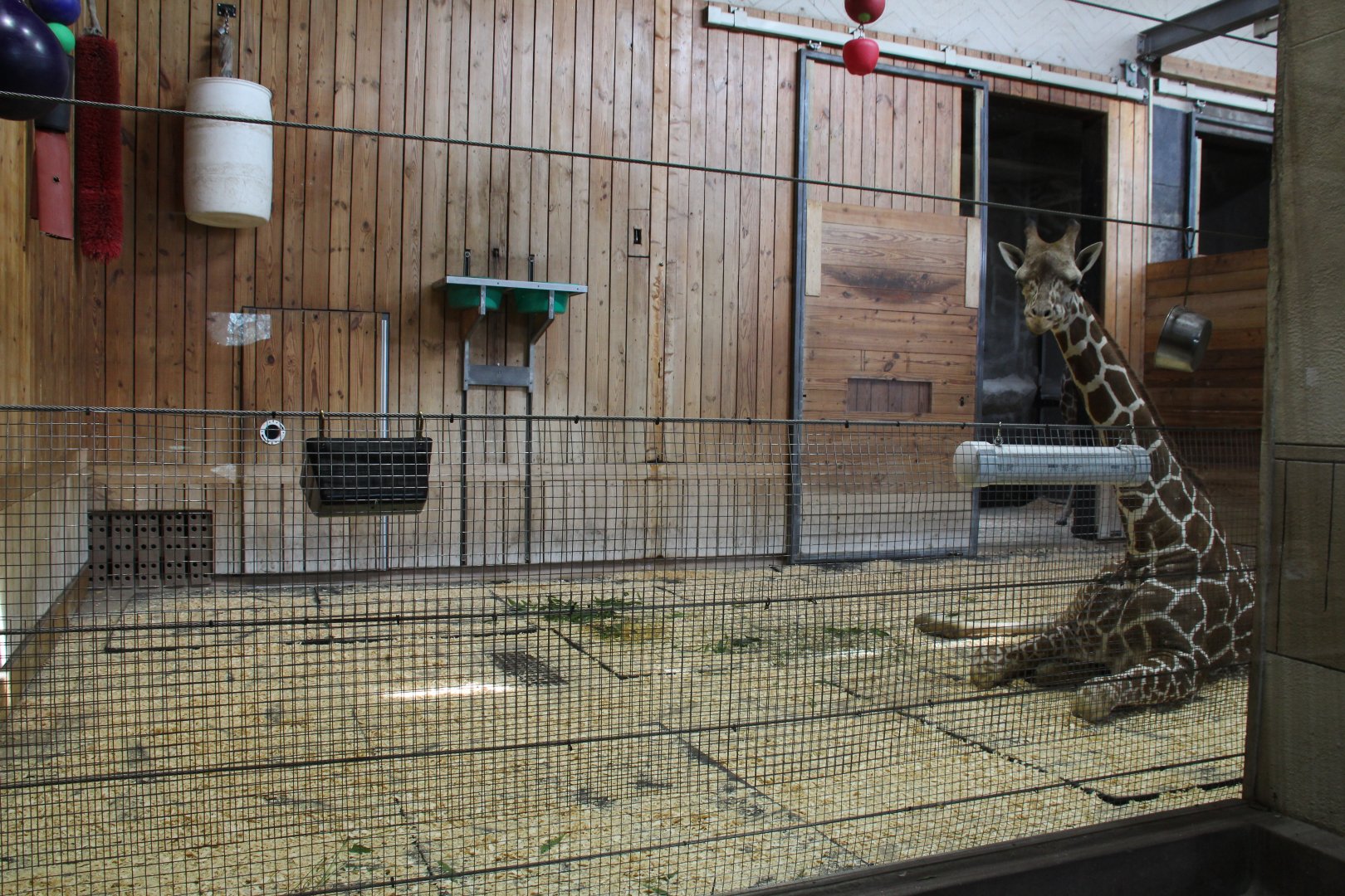 Detroit Zoo - Reticulated Giraffe barn interior