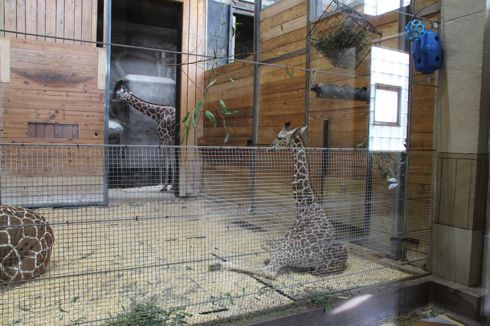 Detroit Zoo - Reticulated Giraffe barn interior
