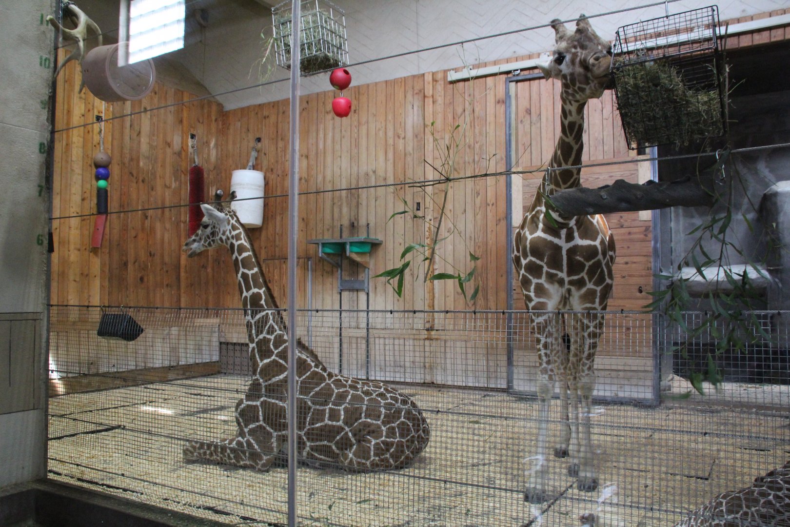 Detroit Zoo - Reticulated Giraffe barn interior