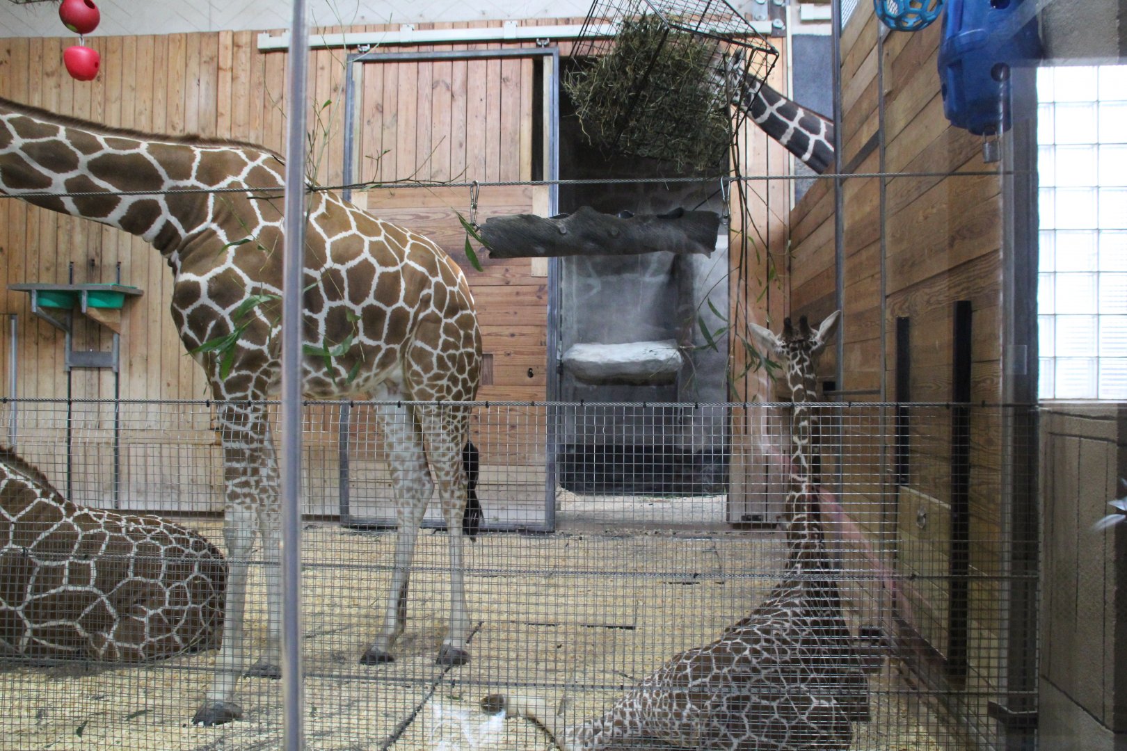 Detroit Zoo - Reticulated Giraffe barn interior