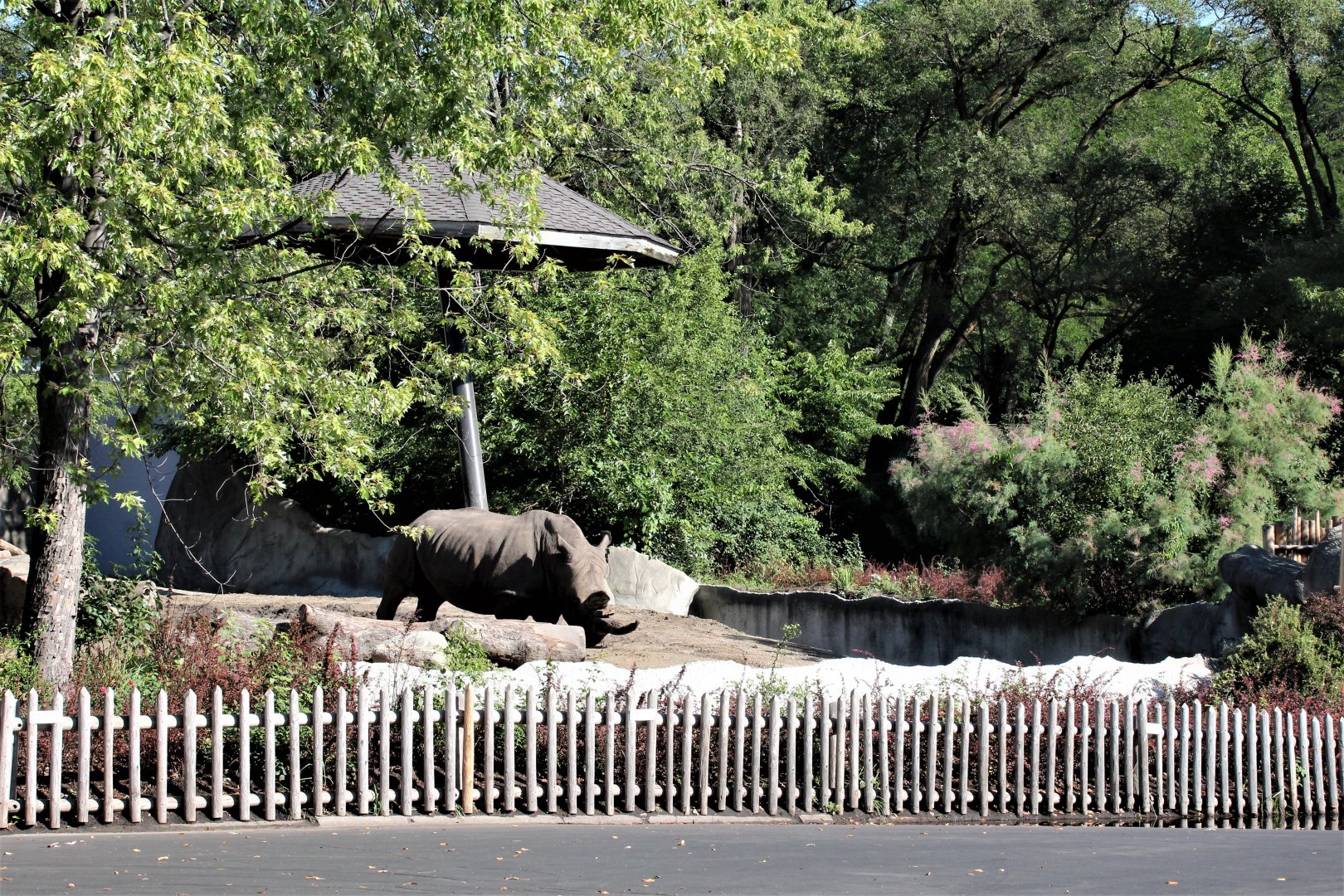 Detroit Zoo - Rhino enclosure - Summer/Fall, 2016