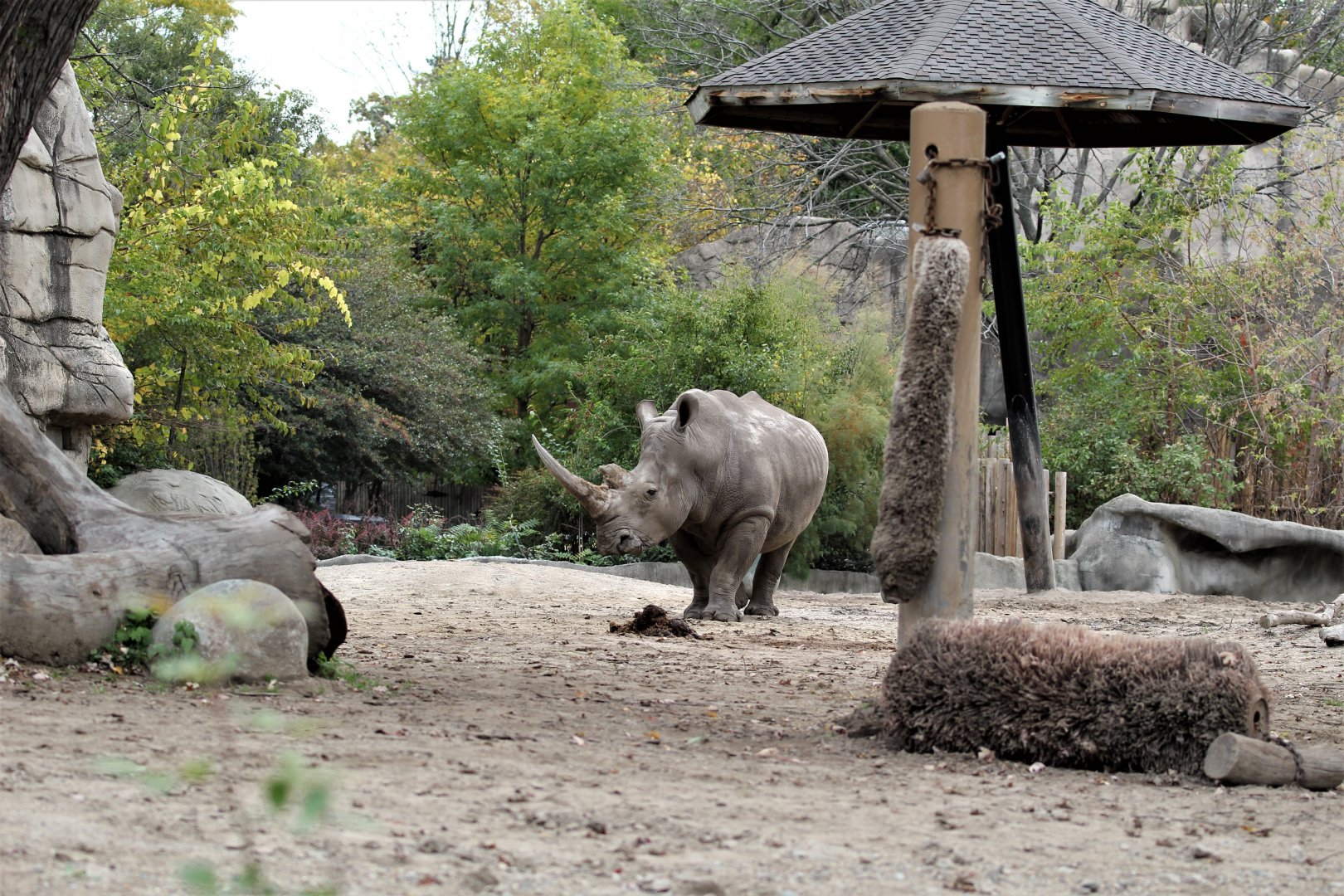 Detroit Zoo - Rhino enclosure - Summer/Fall, 2016