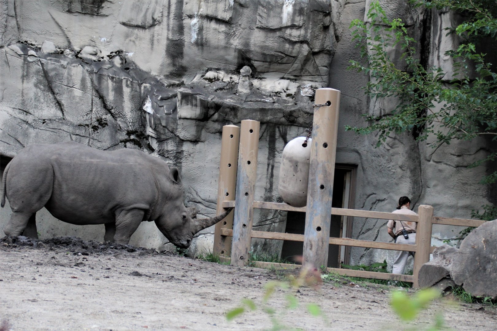 Detroit Zoo - Rhino enclosure - Summer/Fall, 2016