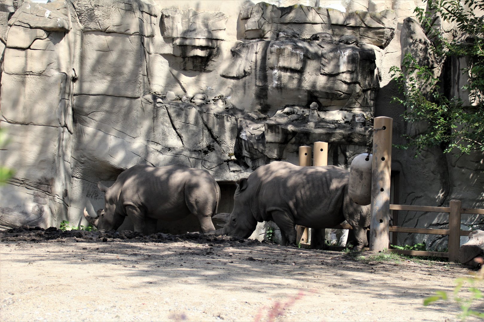 Detroit Zoo - Rhino enclosure - Summer/Fall, 2016