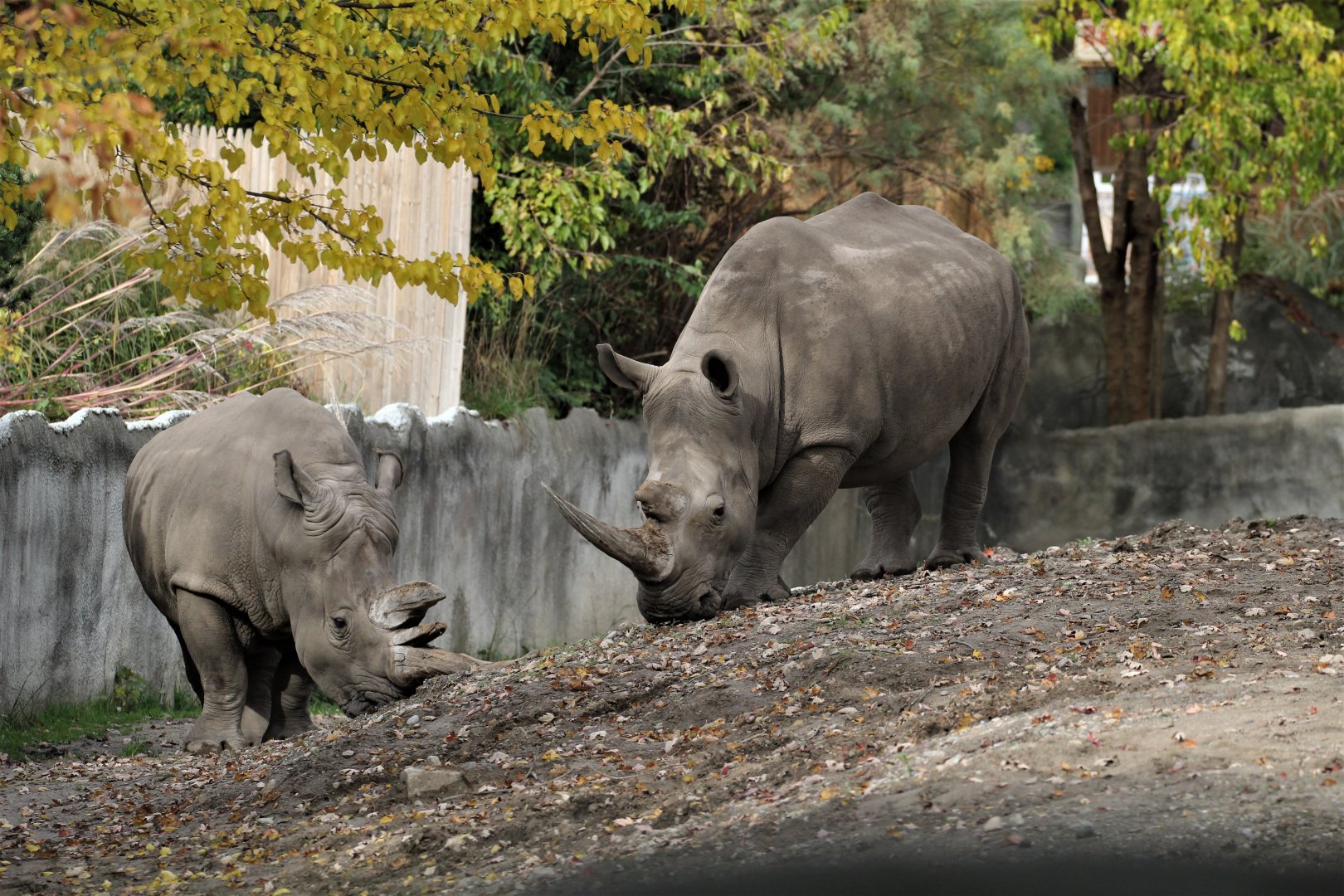 Detroit Zoo - Rhino enclosure - Summer/Fall, 2016
