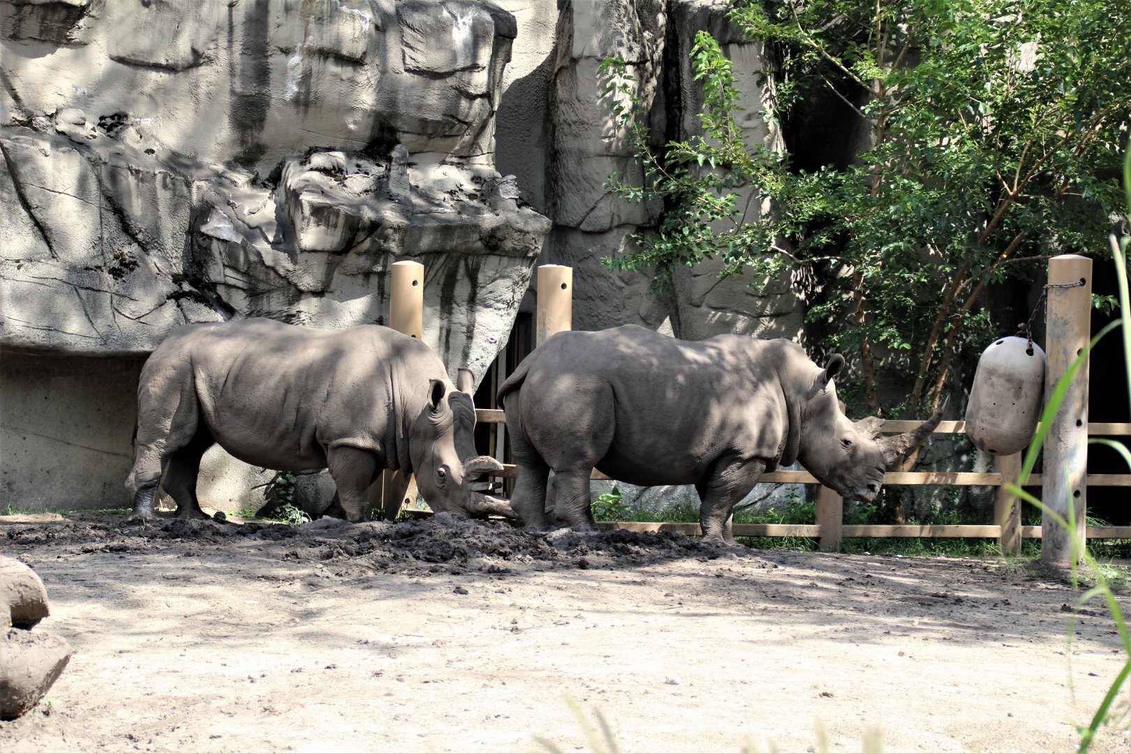 Detroit Zoo - Rhino enclosure - Summer/Fall, 2016