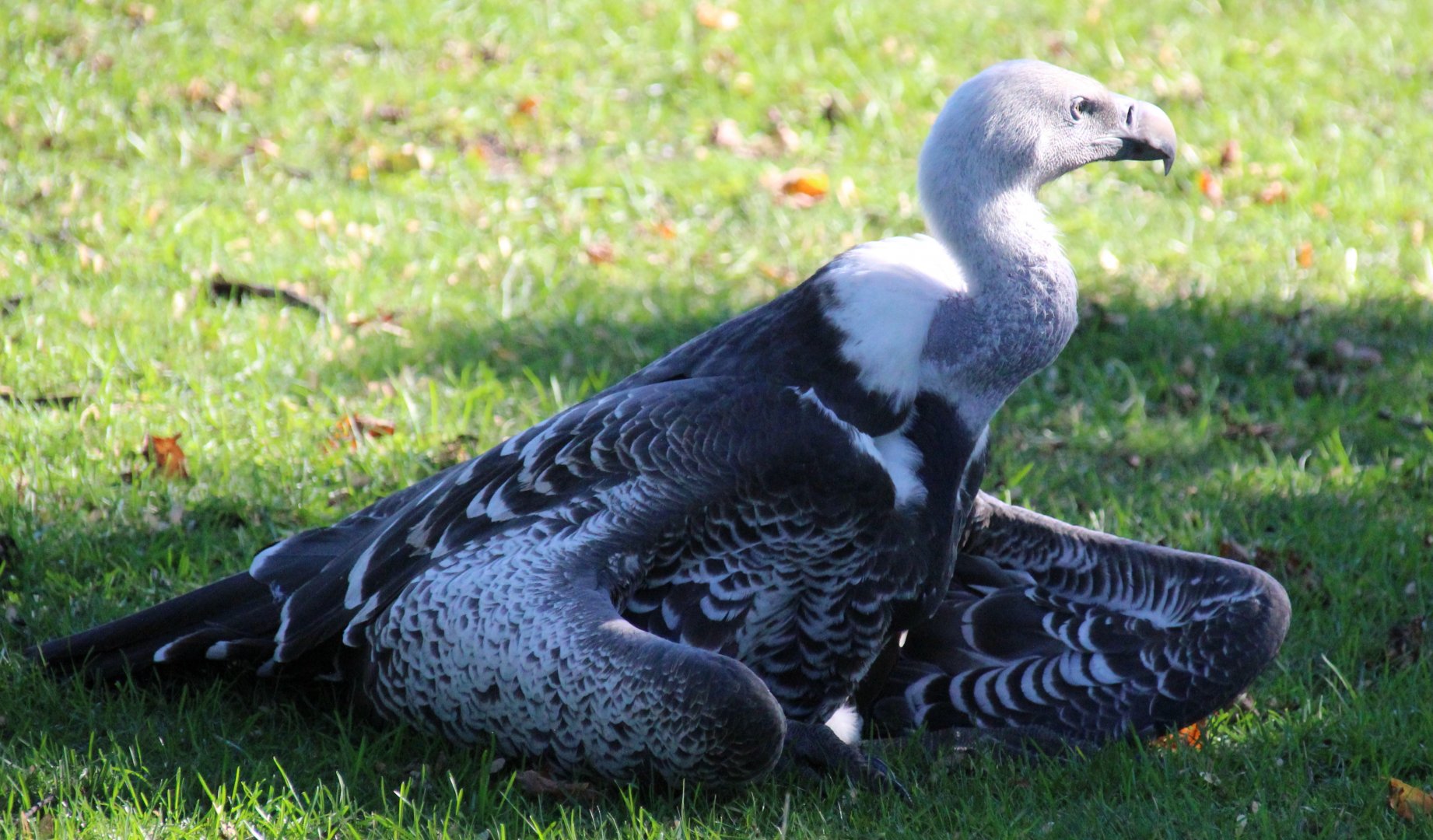 Detroit Zoo - Ruppell’s Griffon Vulture - September, 2016
