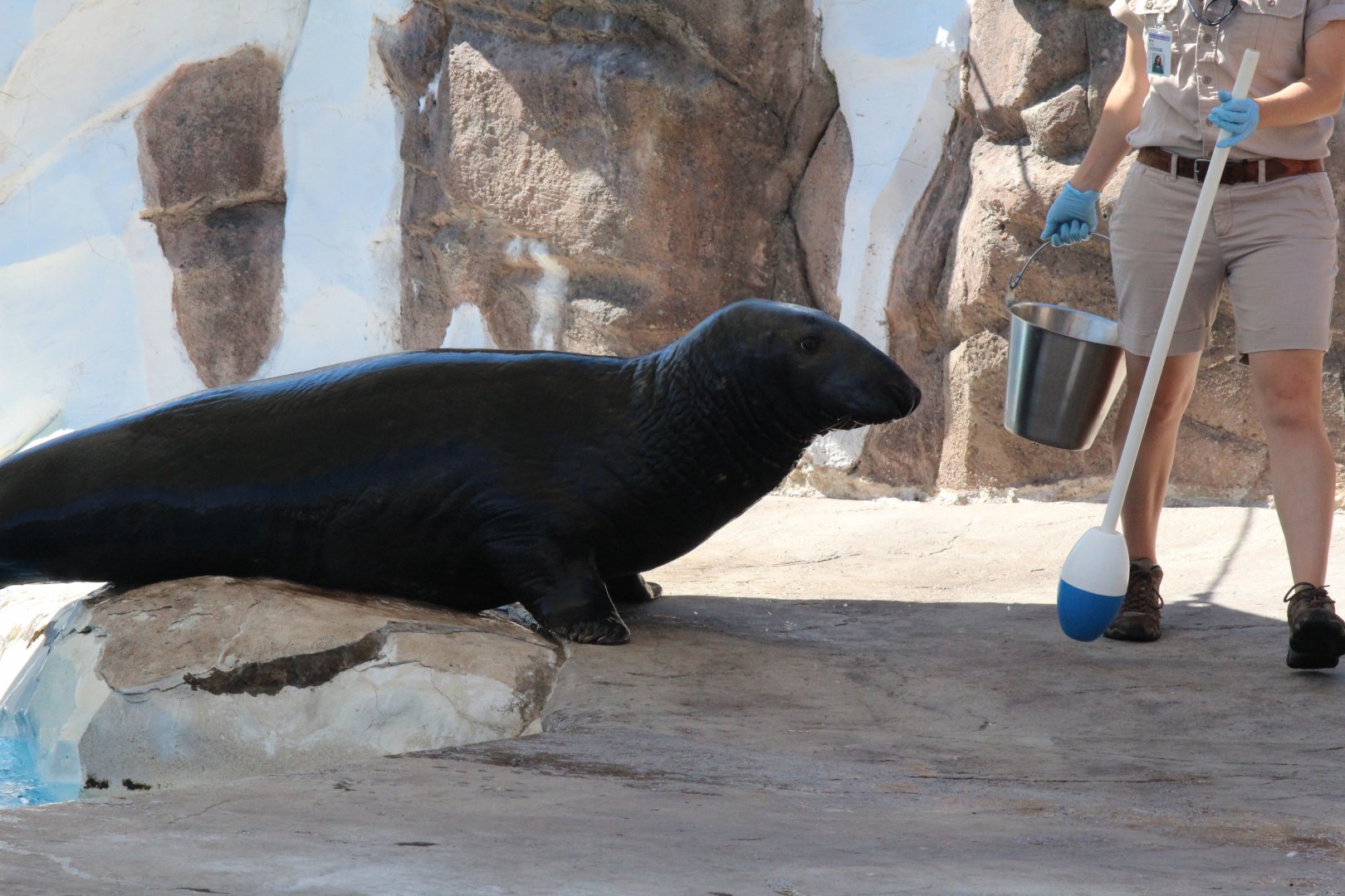 Detroit Zoo - Seal / Arctic Ring of Life - August, 2016