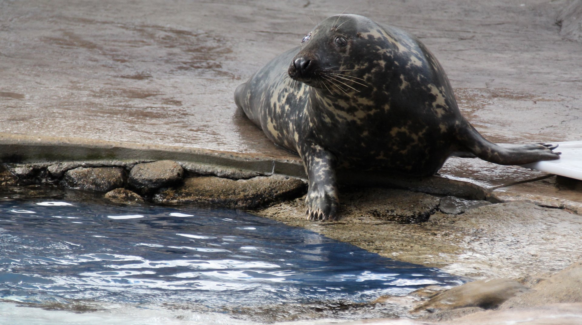 Detroit Zoo - Seal / Arctic Ring of Life - August, 2016