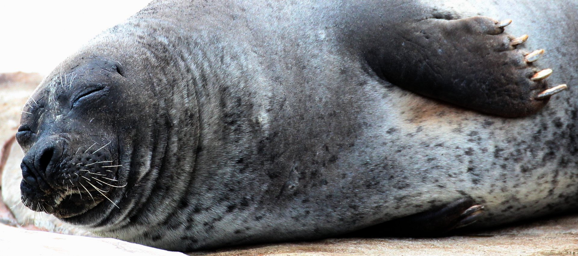 Detroit Zoo - Seal - December, 2016