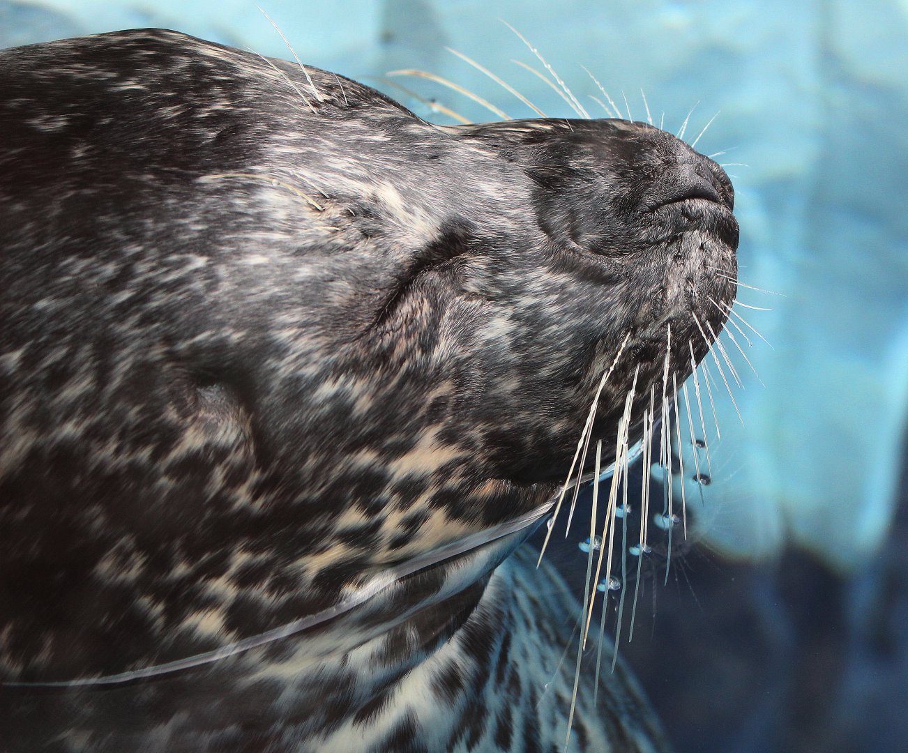 Detroit Zoo - Seal - December, 2016