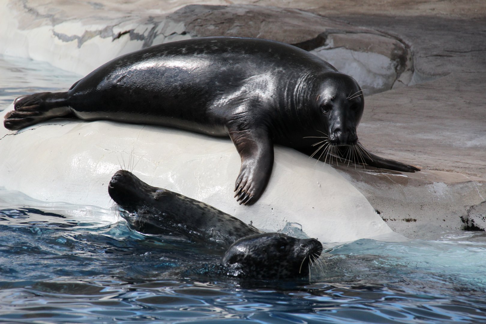 Detroit Zoo - Seals / Arctic Ring of Life - August, 2016