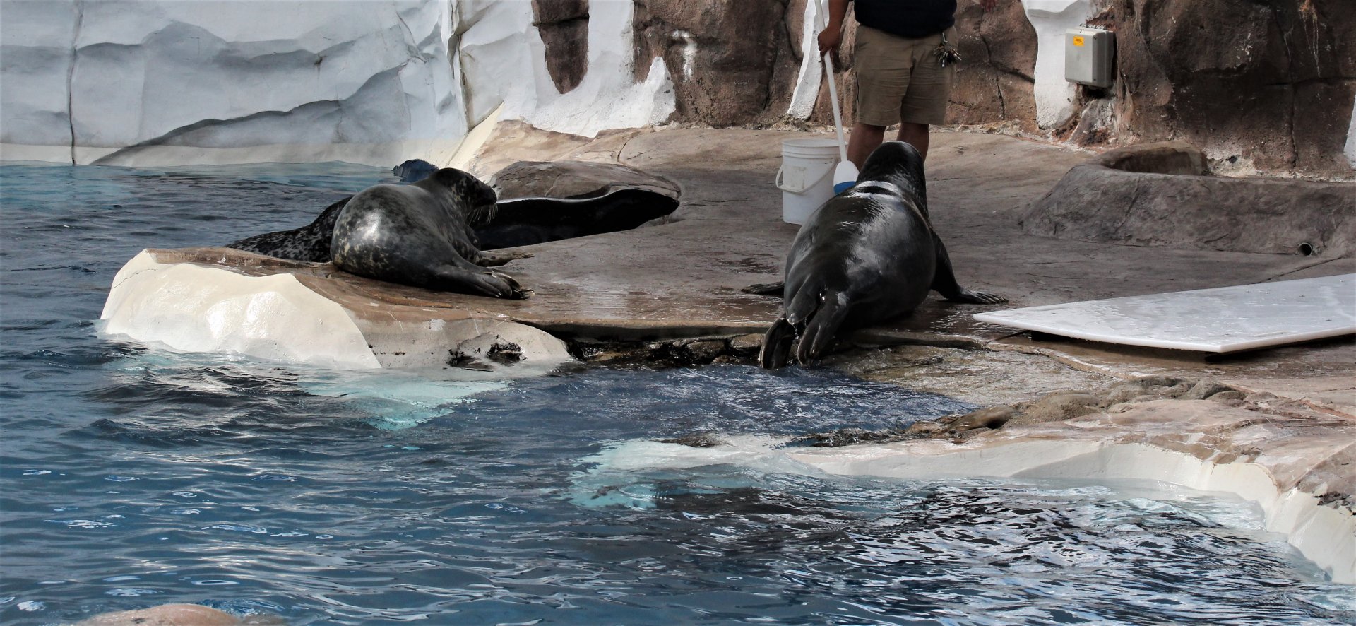 Detroit Zoo - Seals / Arctic Ring of Life - August, 2016