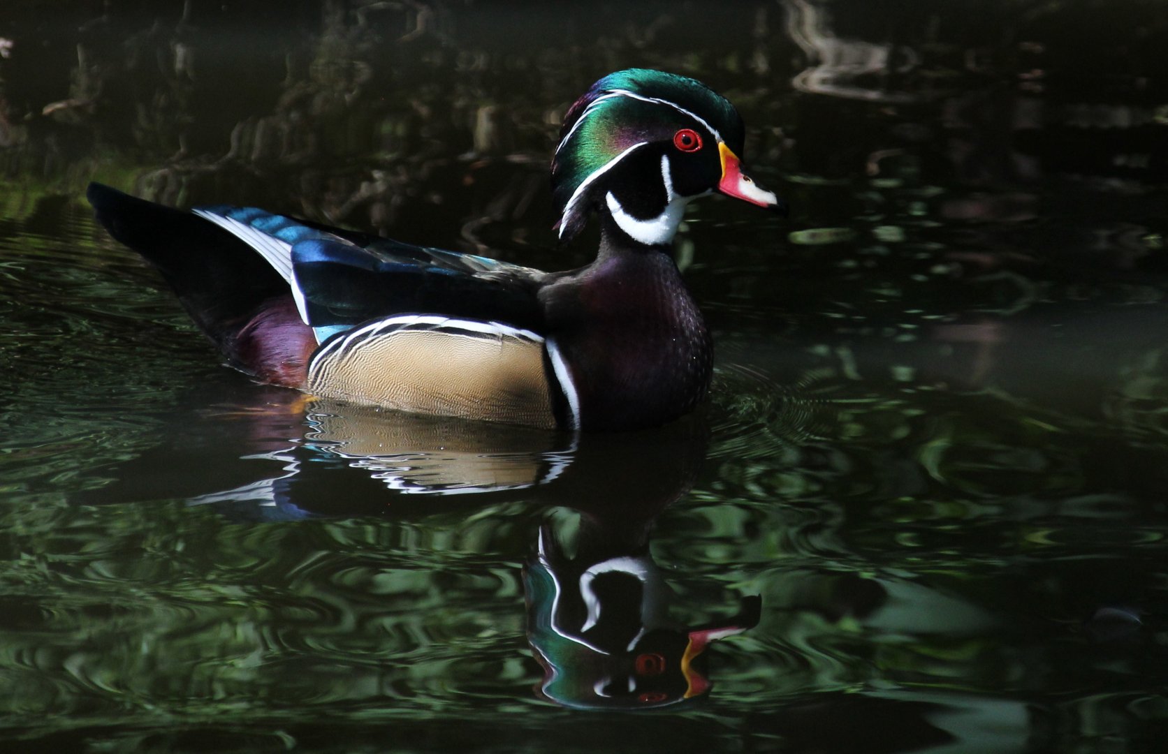 Detroit Zoo - seen from the Boardwalk - September, 2016