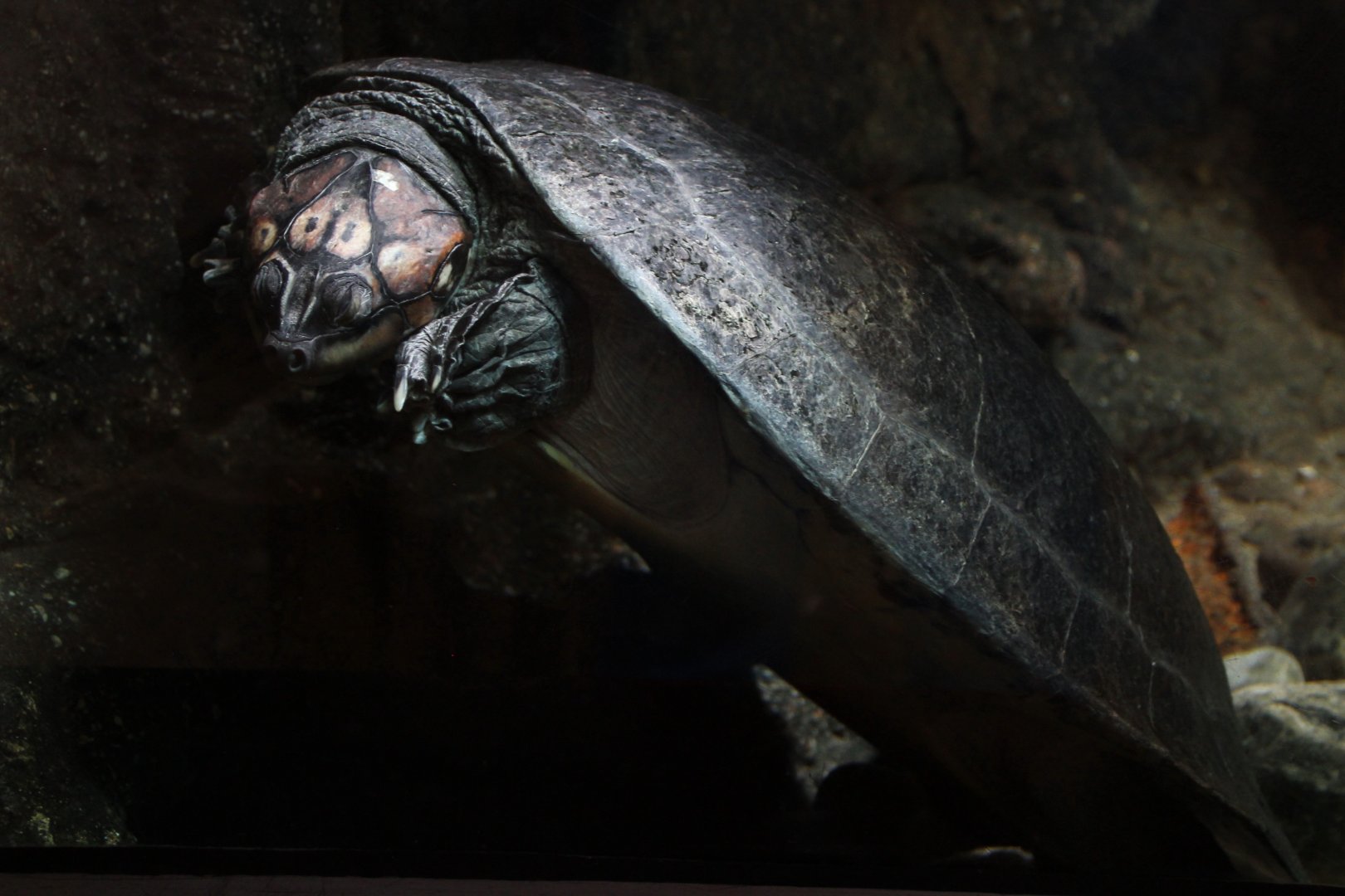Detroit Zoo - September, 2016